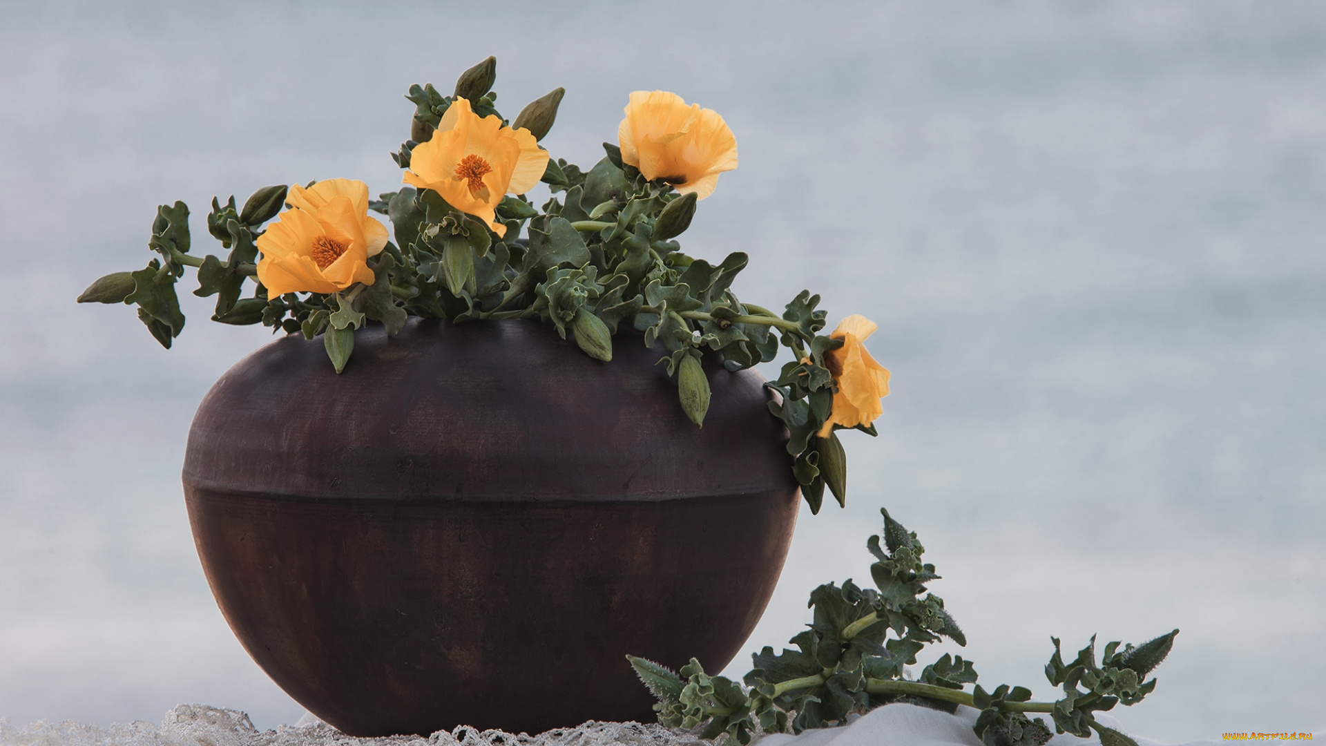 цветы, желтый