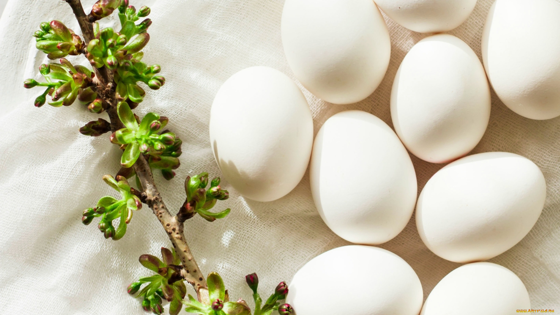 еда, Яйца, яйца, ветка