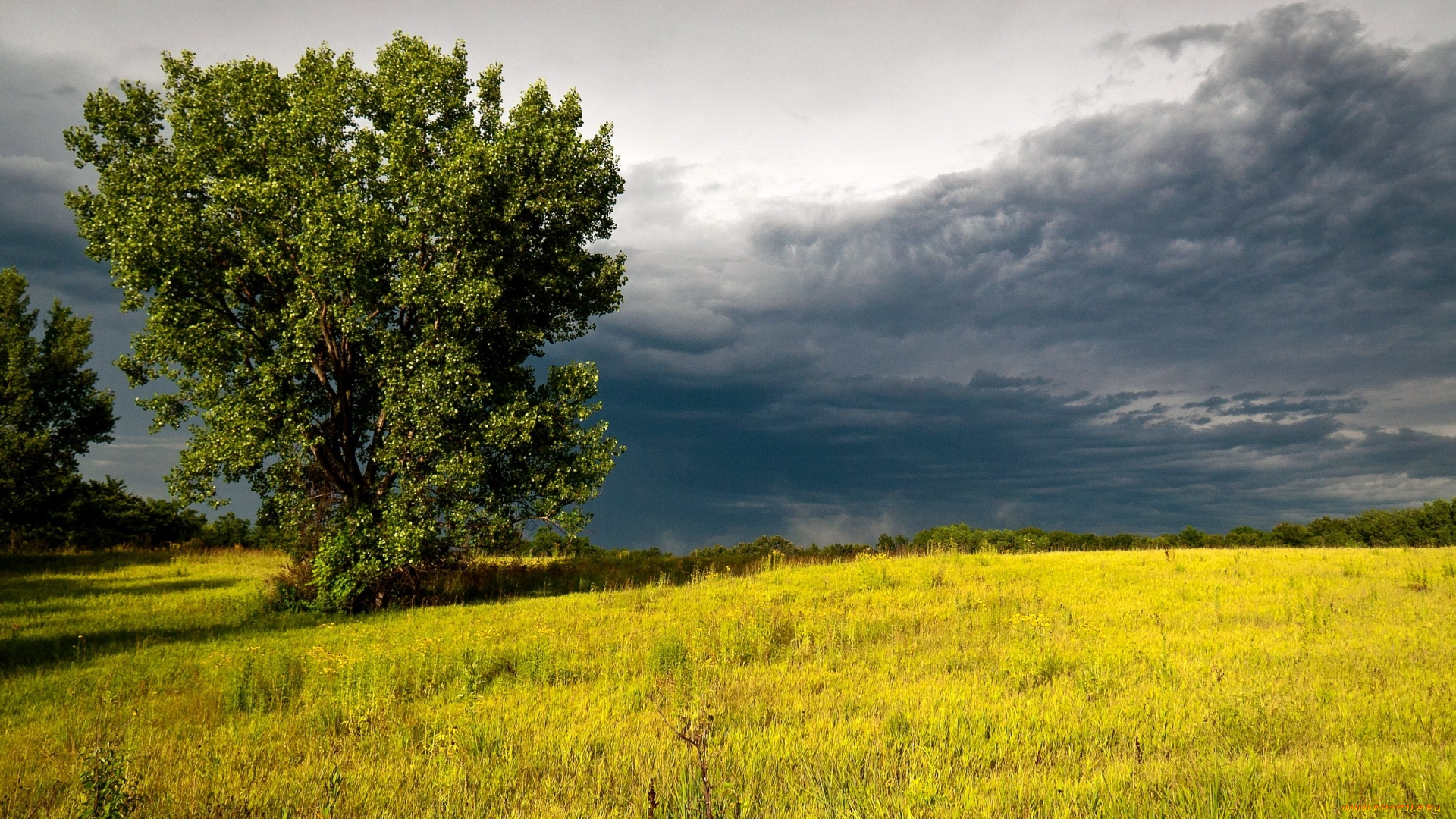 природа, деревья, небо, дерево