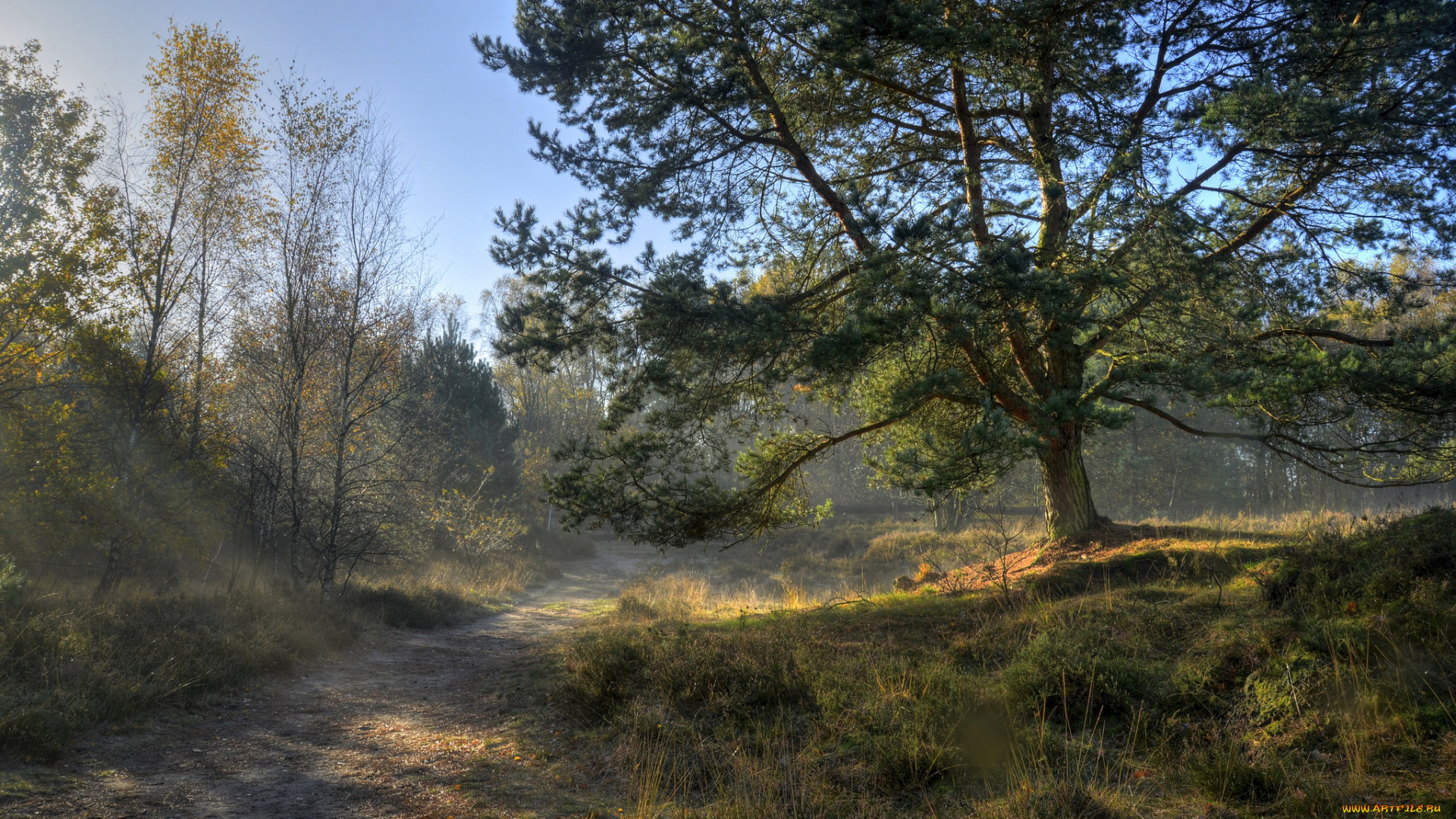 природа, дороги, туман, тракт, лес