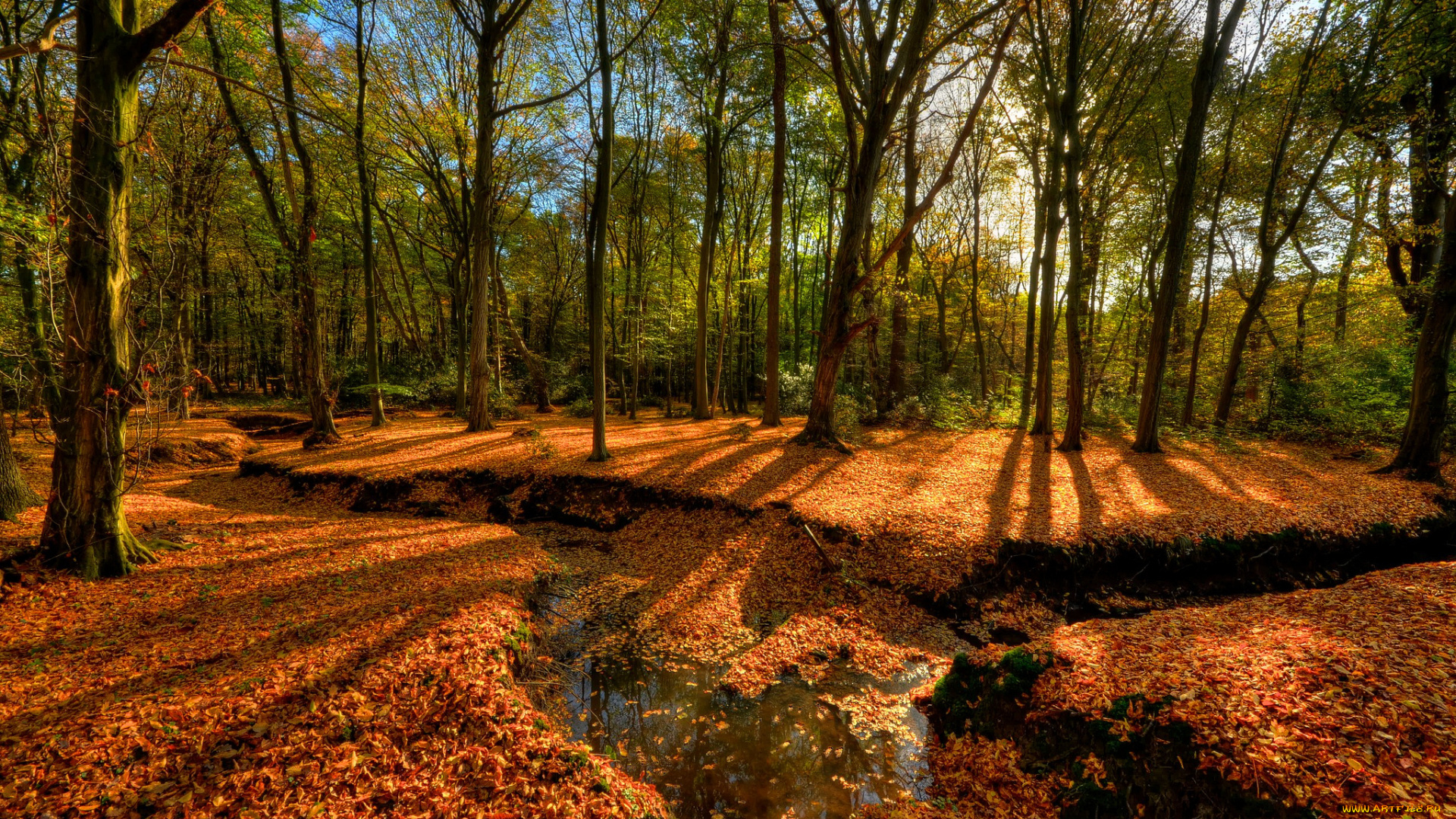 природа, лес, листва, ручей, овраг, осень