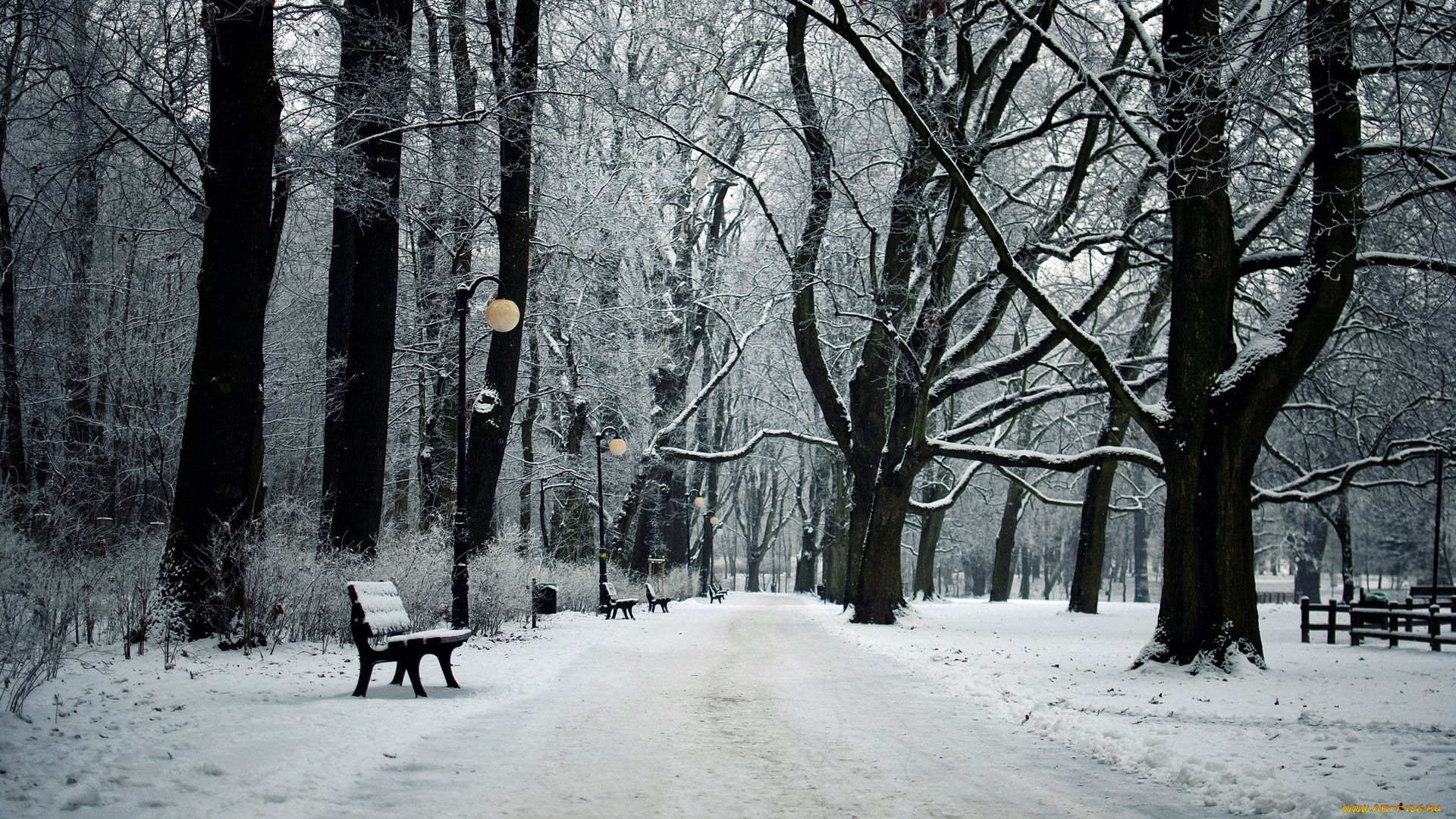природа, парк, аллея, зима, деревья