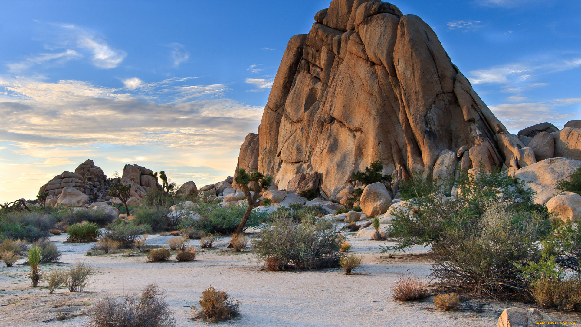 природа, пустыни, пустыня, кусты, кактусы, скала