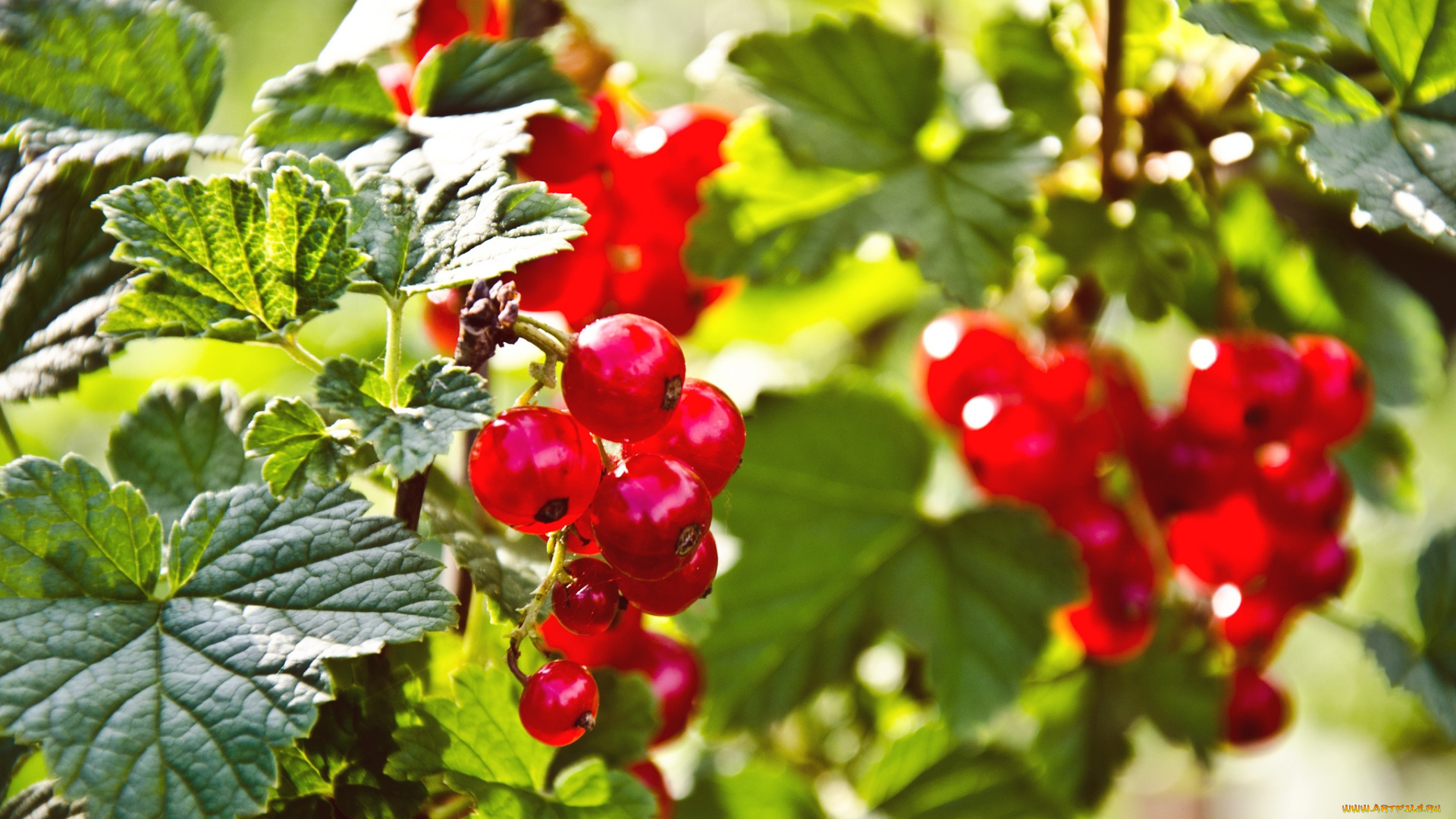 природа, Ягоды, красная, смородина