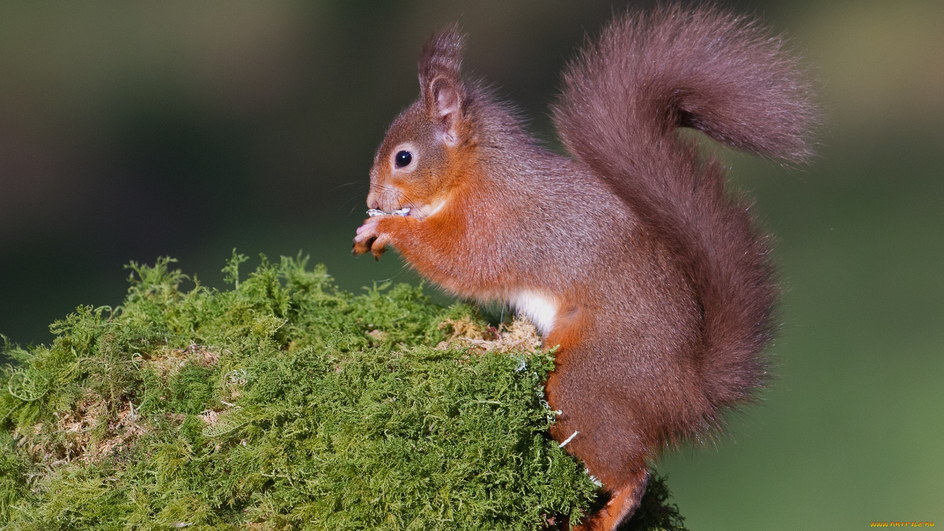 животные, белки, рыжик
