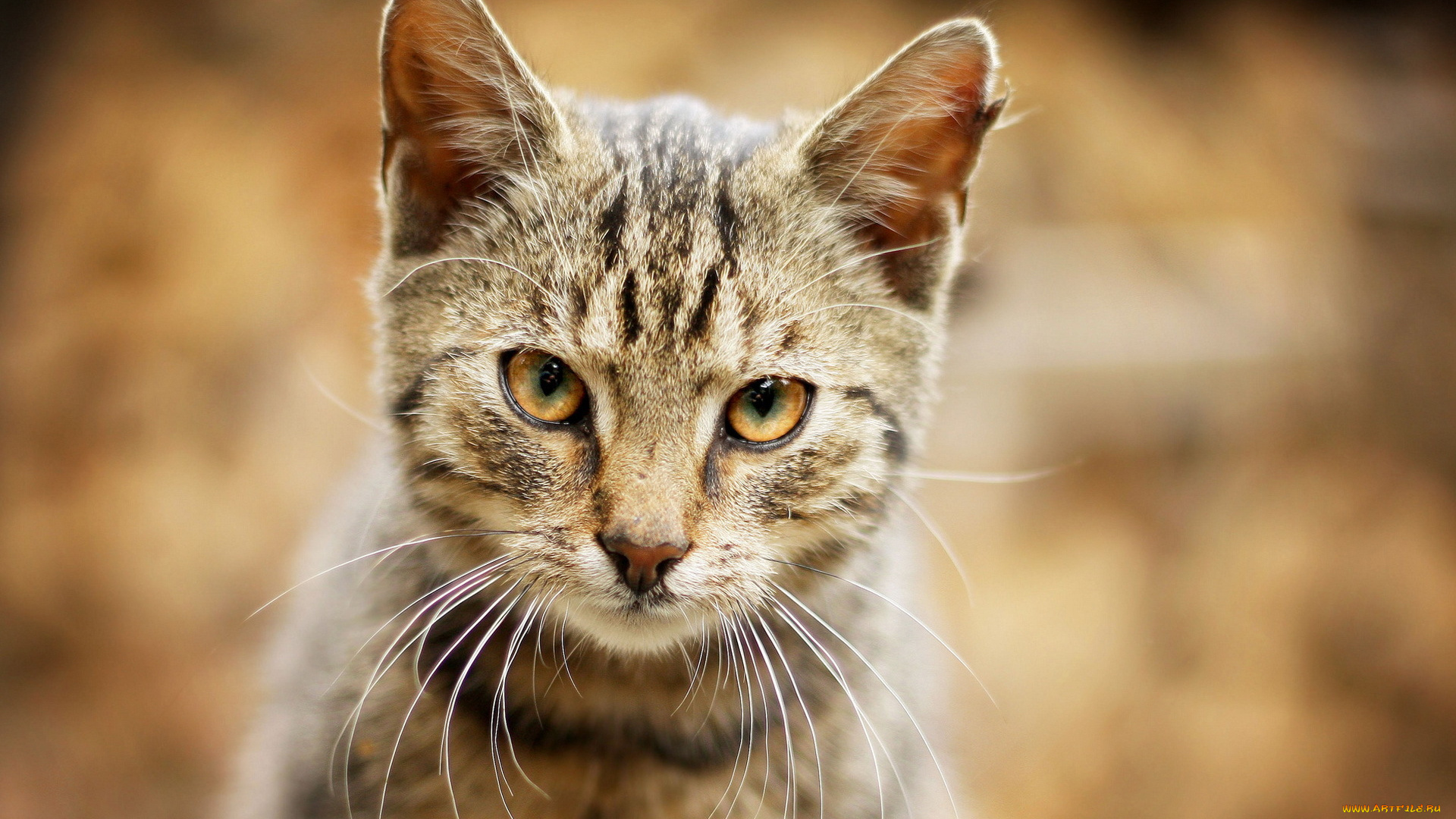 животные, коты, фон, взгляд