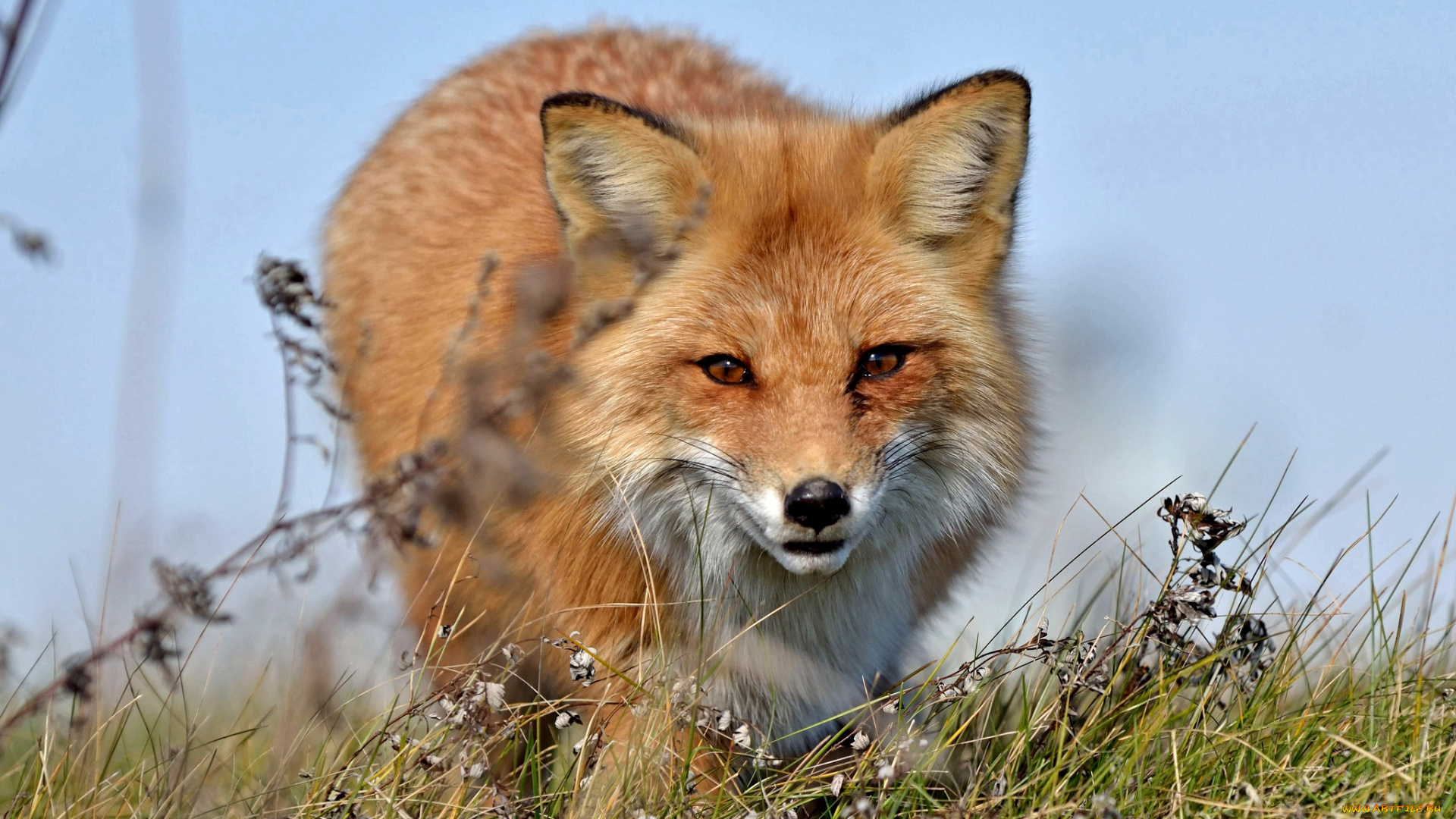 животные, лисы, хитрюга