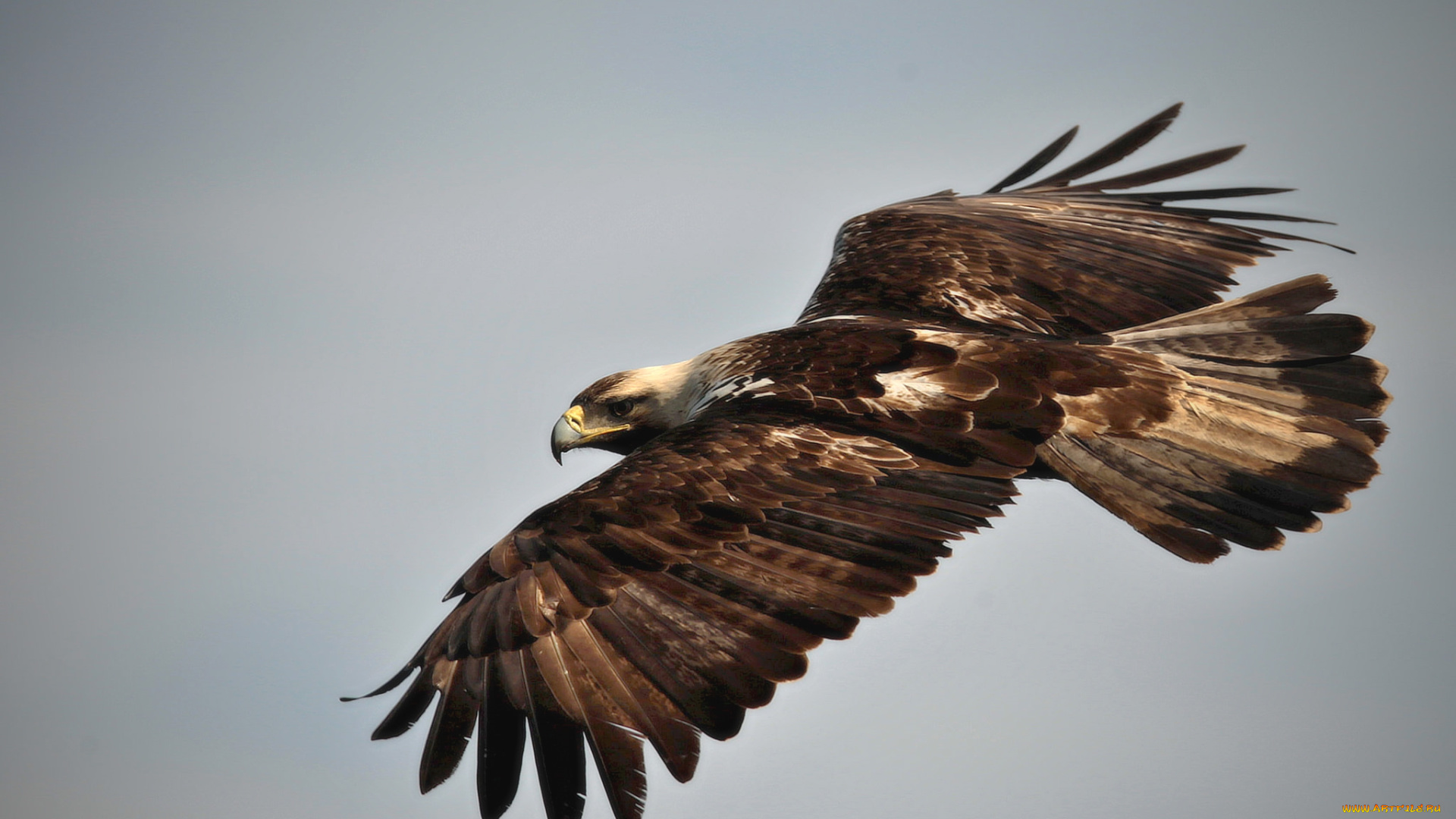 животные, птицы, -, хищники, полет