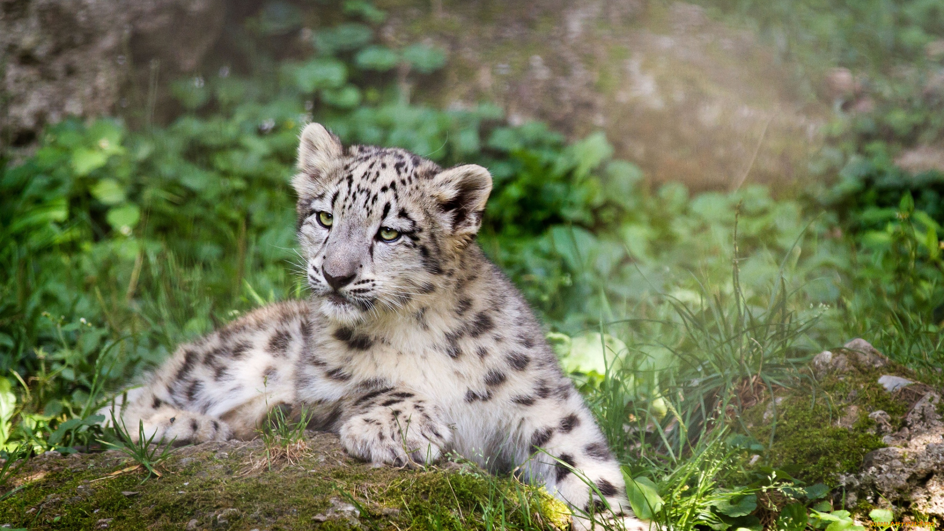 животные, снежный, барс, , ирбис, малыш