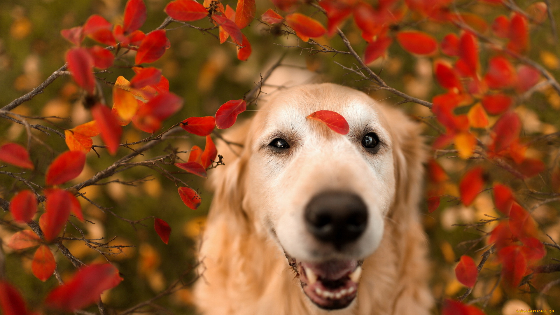 животные, собаки, природа, листья
