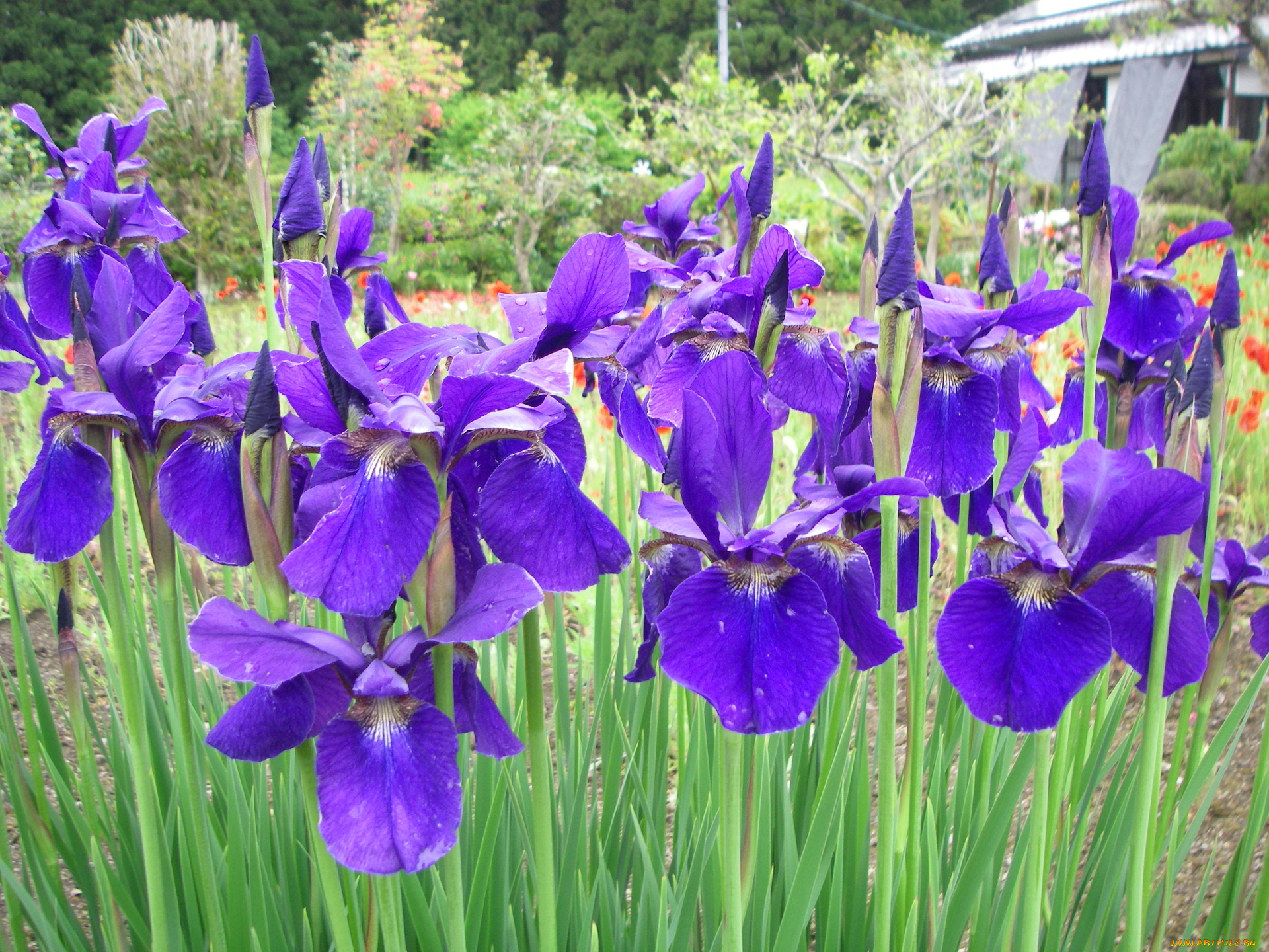 цветы, ирисы, лепестки