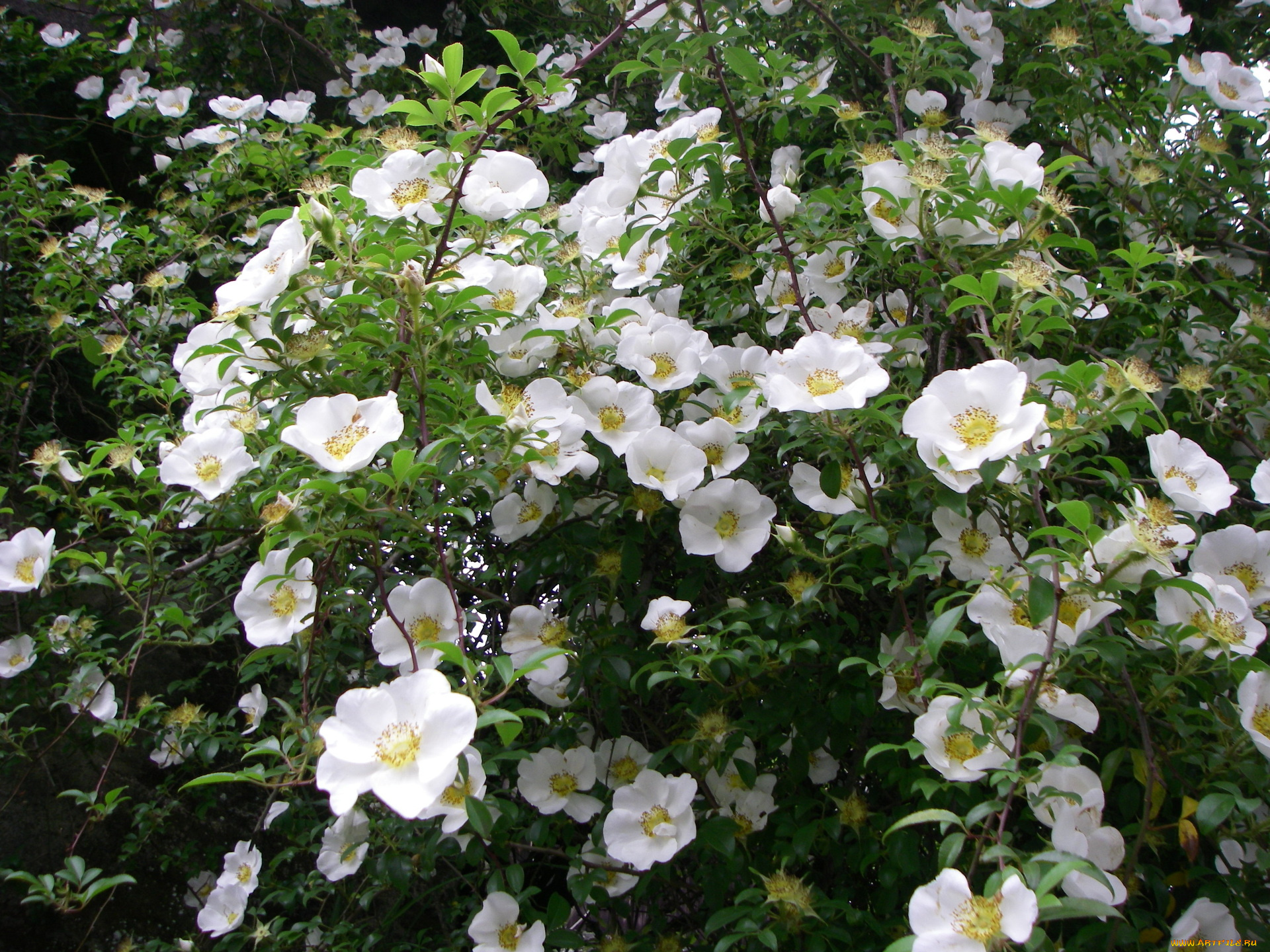 цветы, шиповник, бутоны