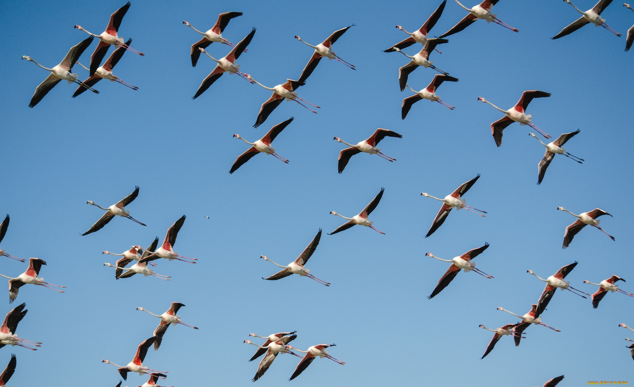 животные, фламинго, полет