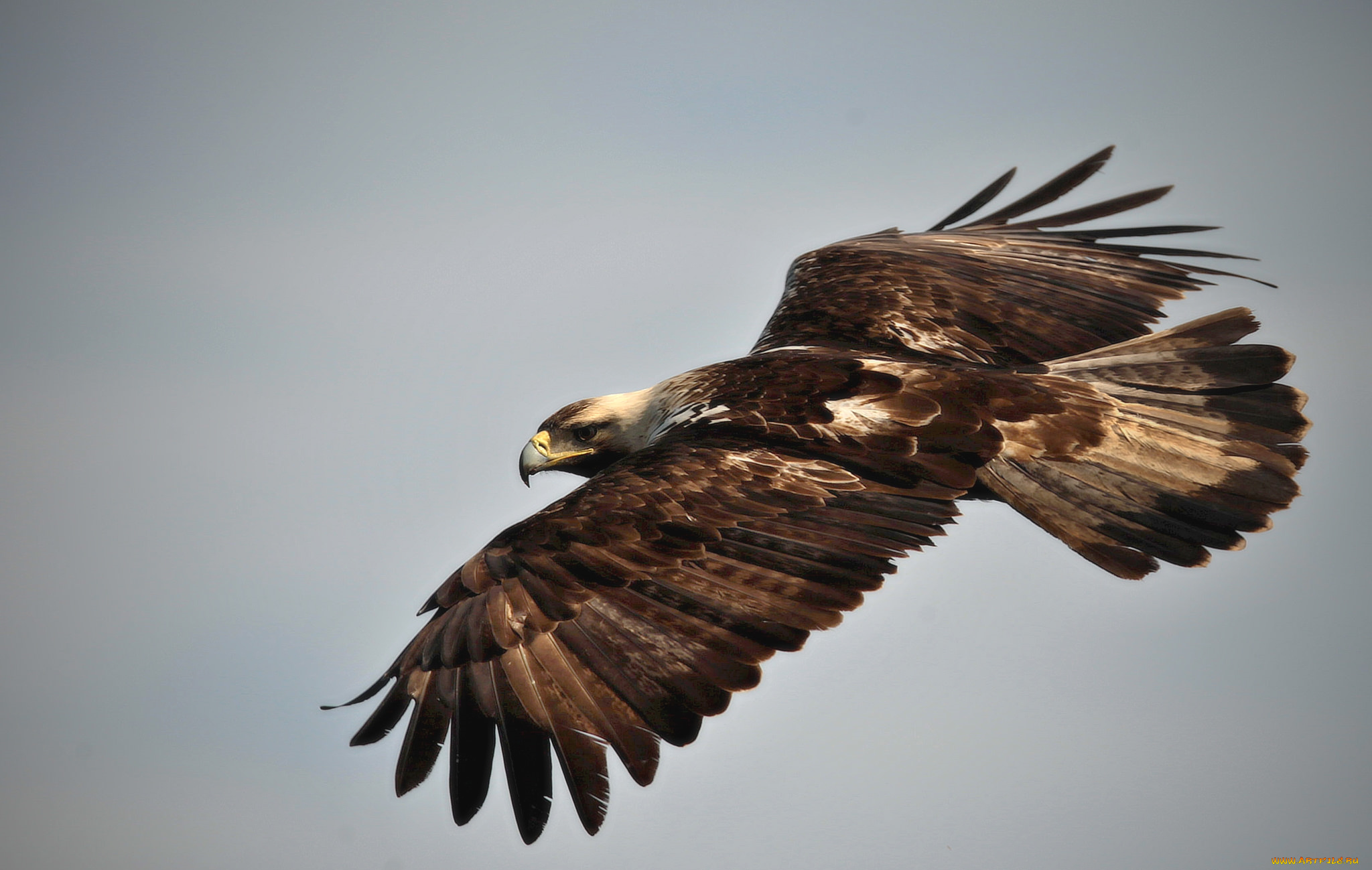 животные, птицы, -, хищники, полет