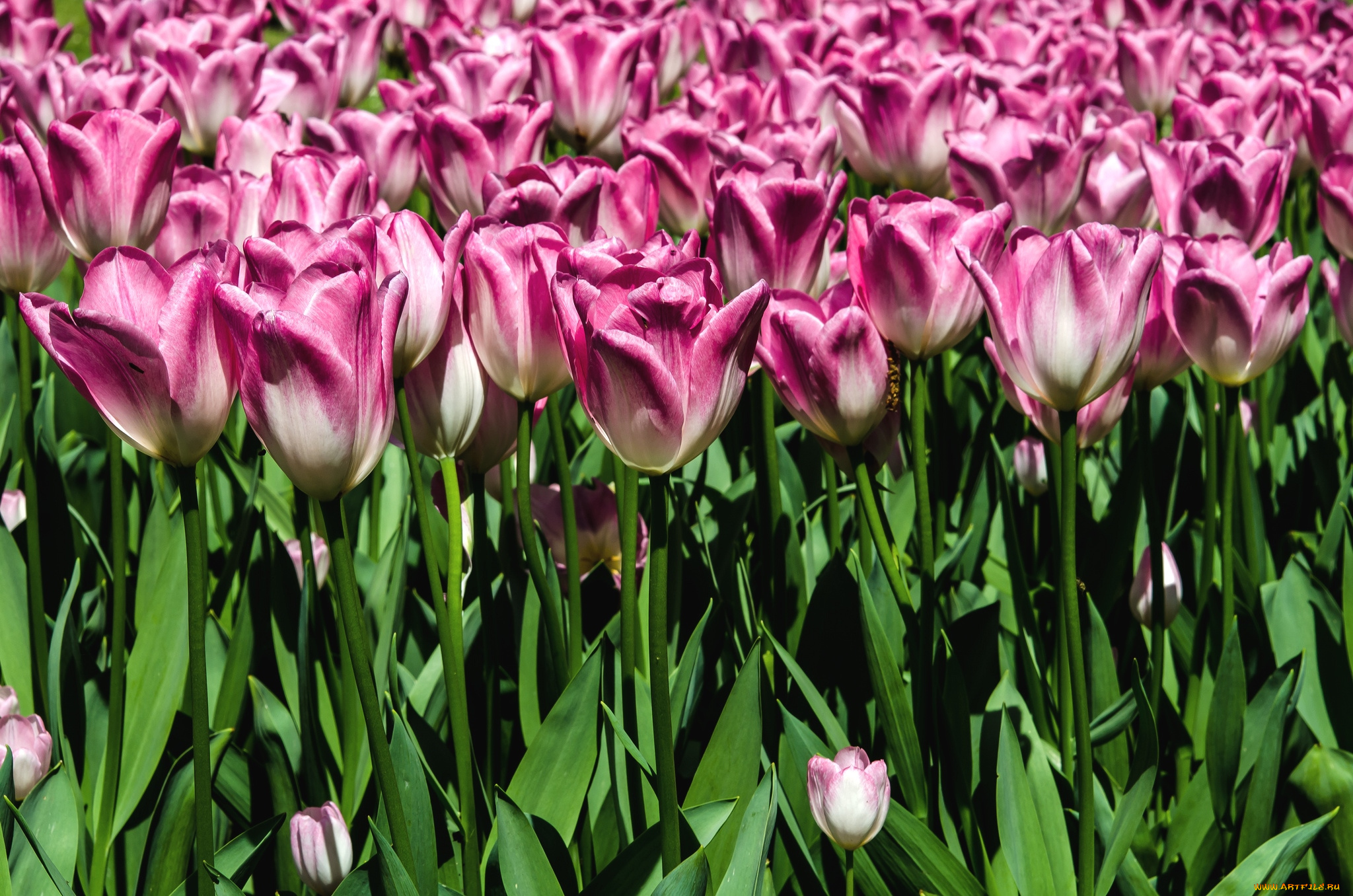 цветы, тюльпаны, много
