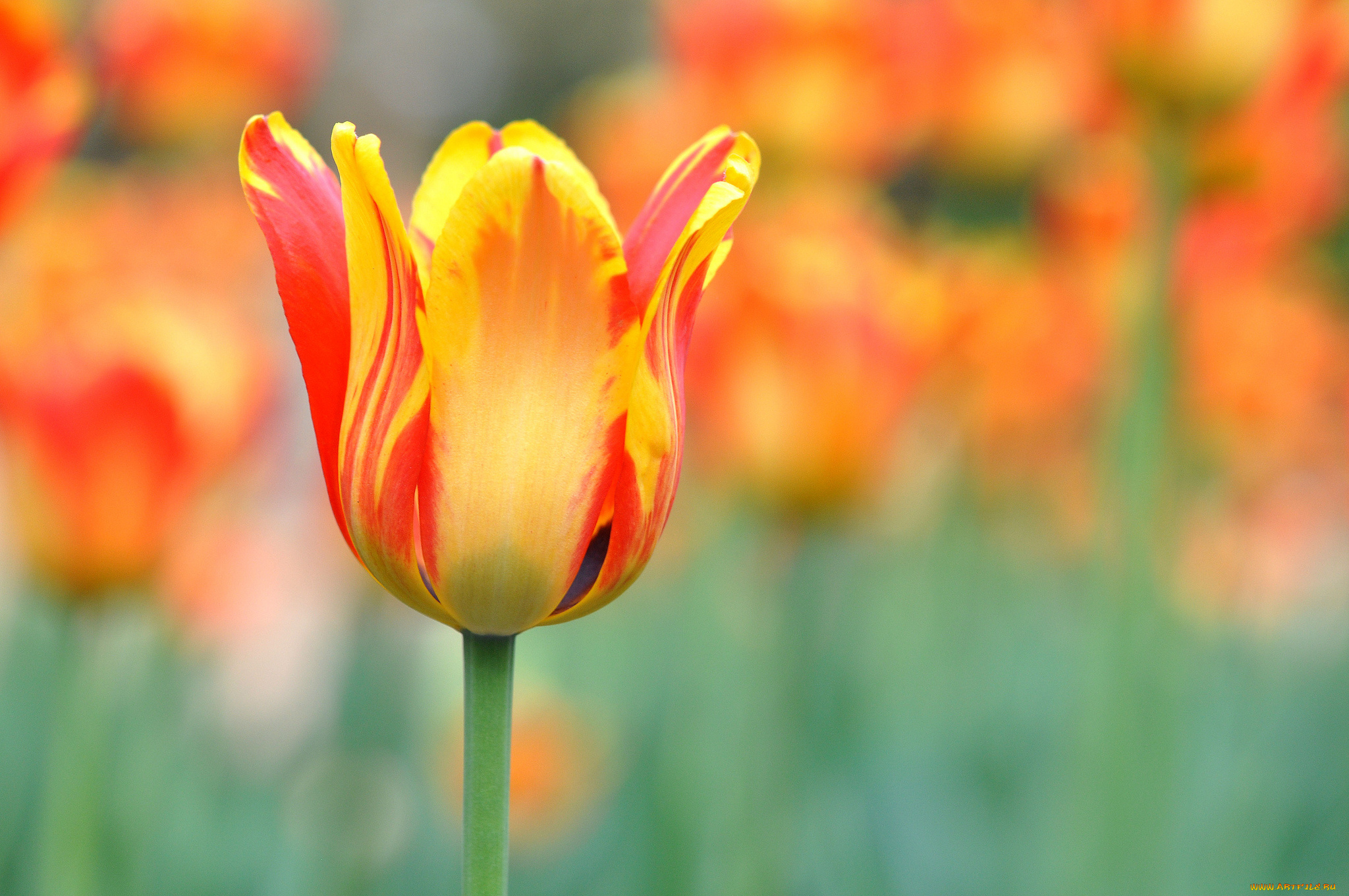 цветы, тюльпаны, бутон