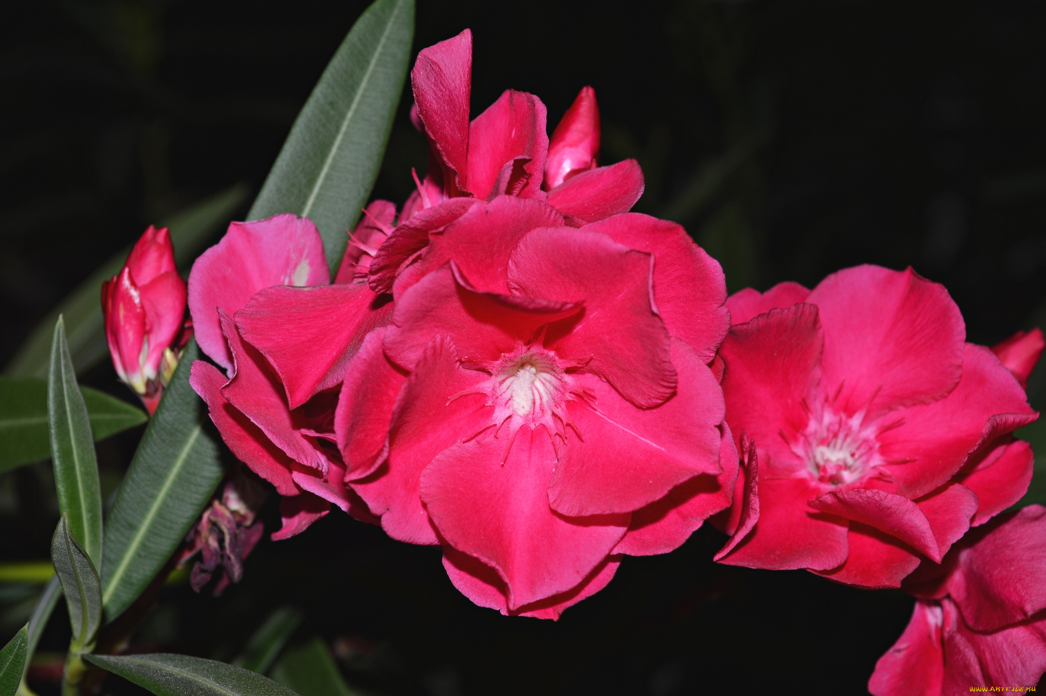 цветы, олеандры, малиновый