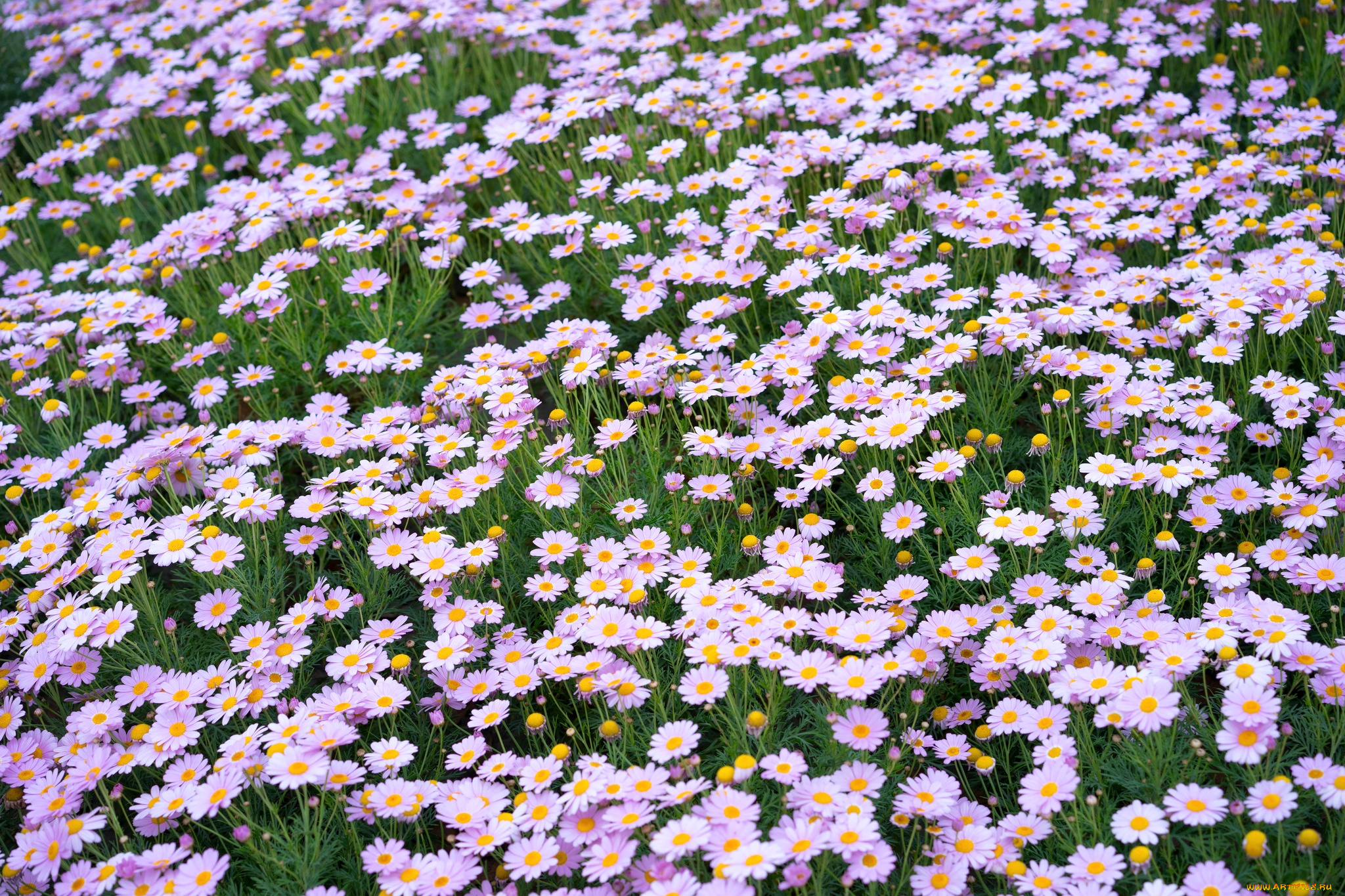 цветы, ромашки, розовый