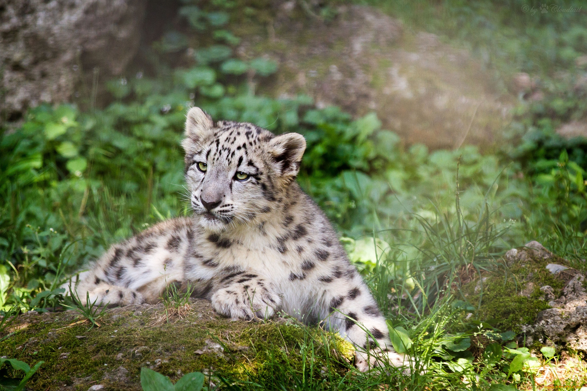 животные, снежный, барс, , ирбис, малыш