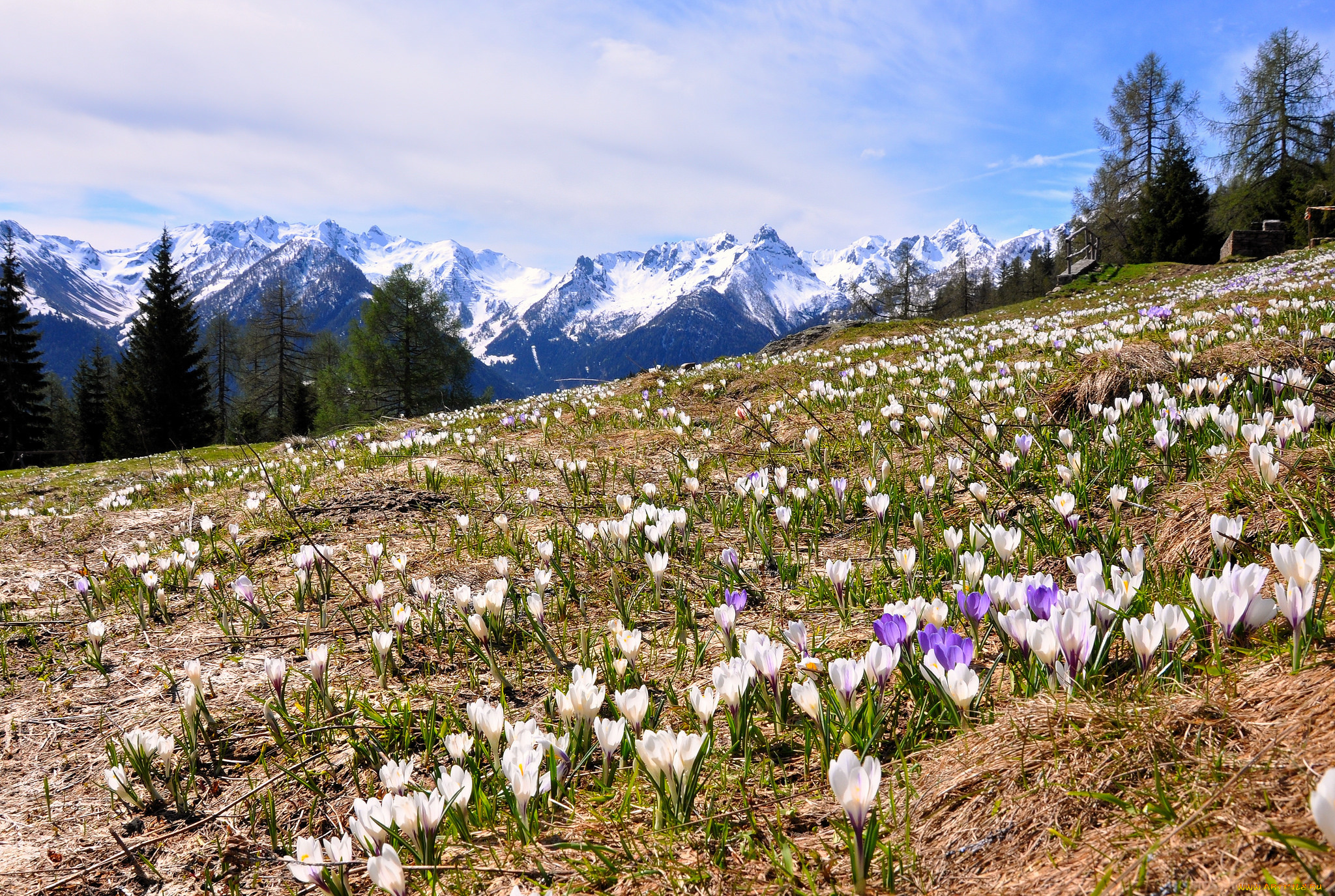 природа, луга, горы, луг, цветы