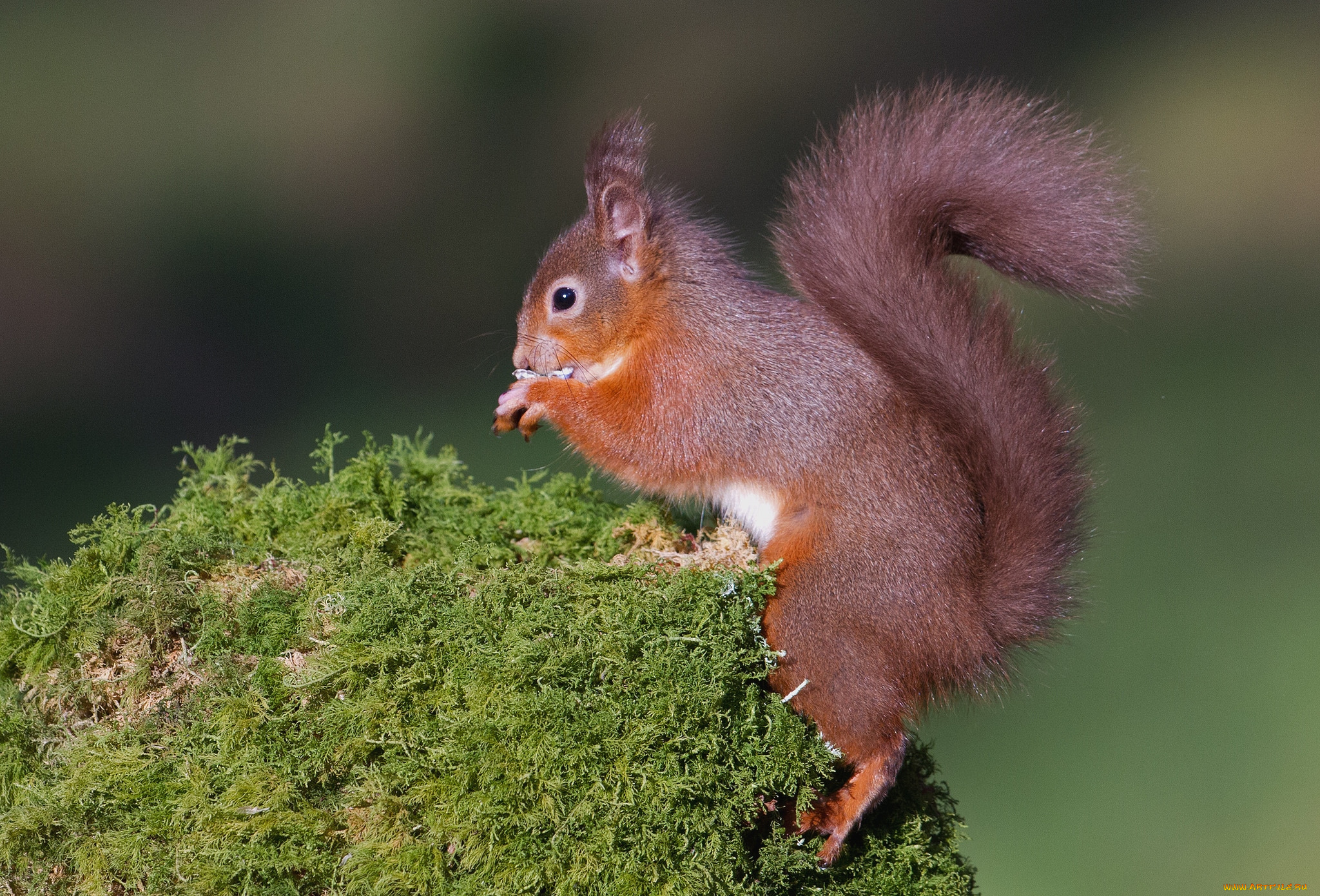 животные, белки, рыжик