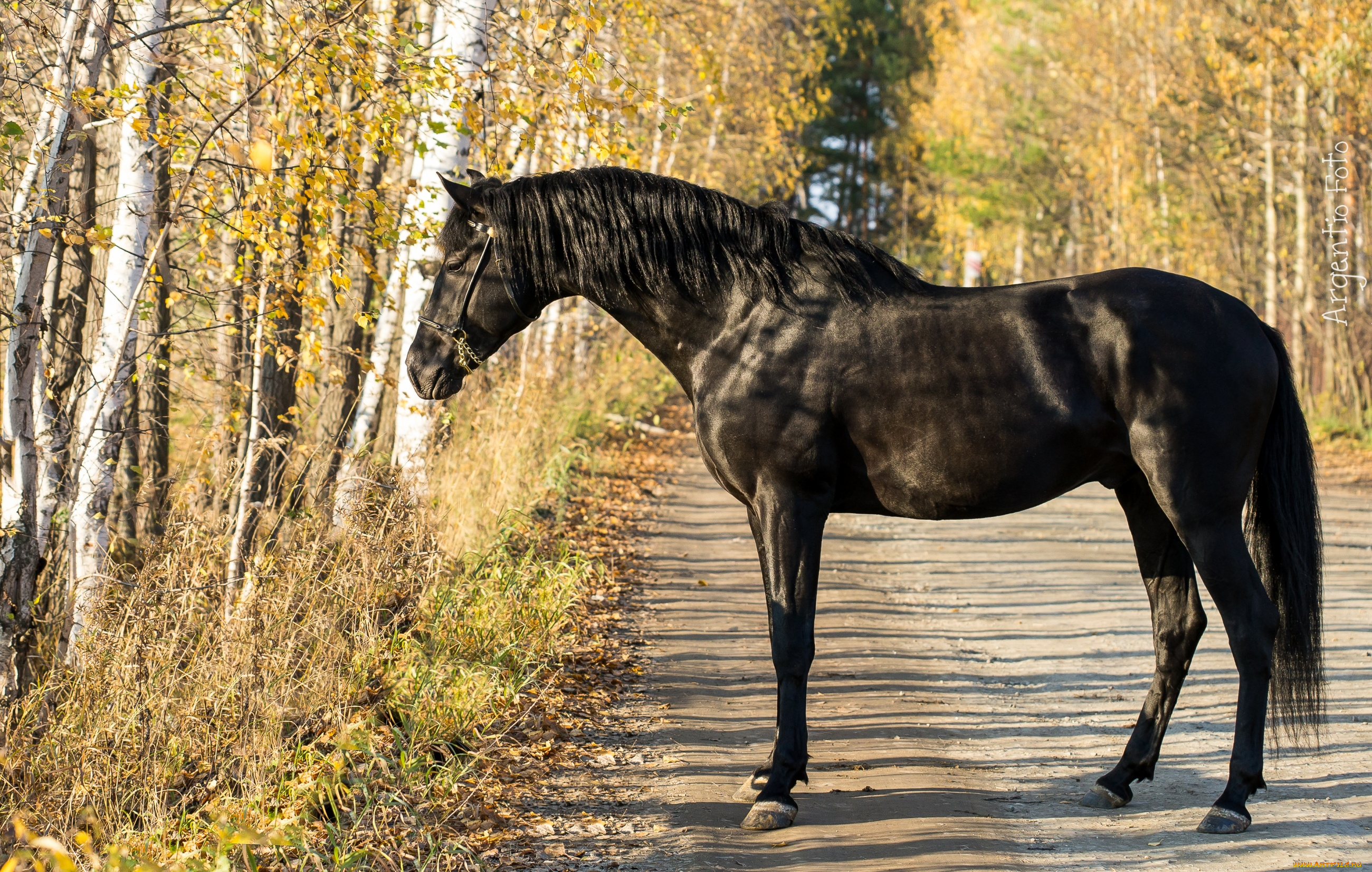 животные, лошади, вороной
