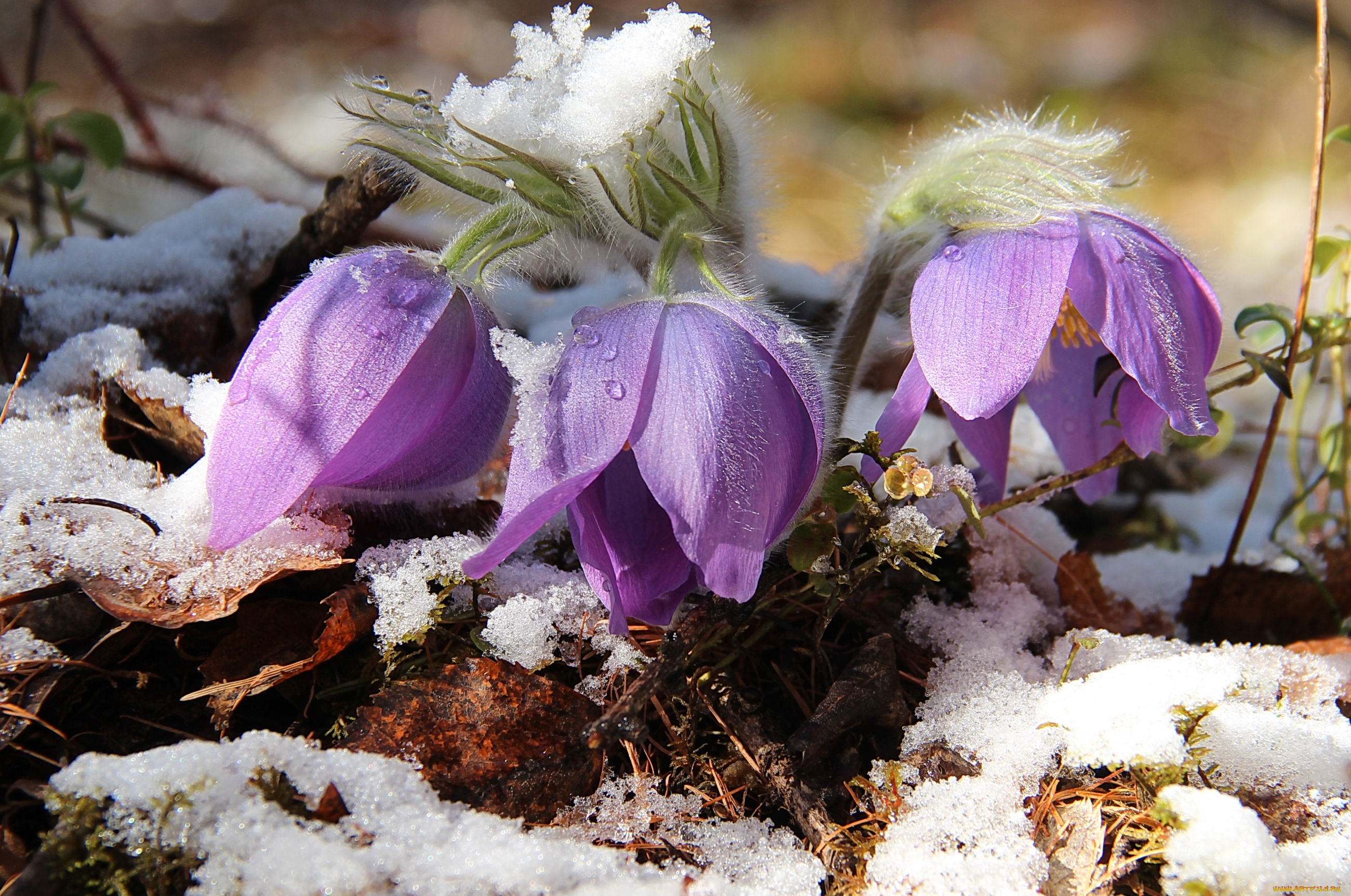 цветы, анемоны, , адонисы, сон-трава