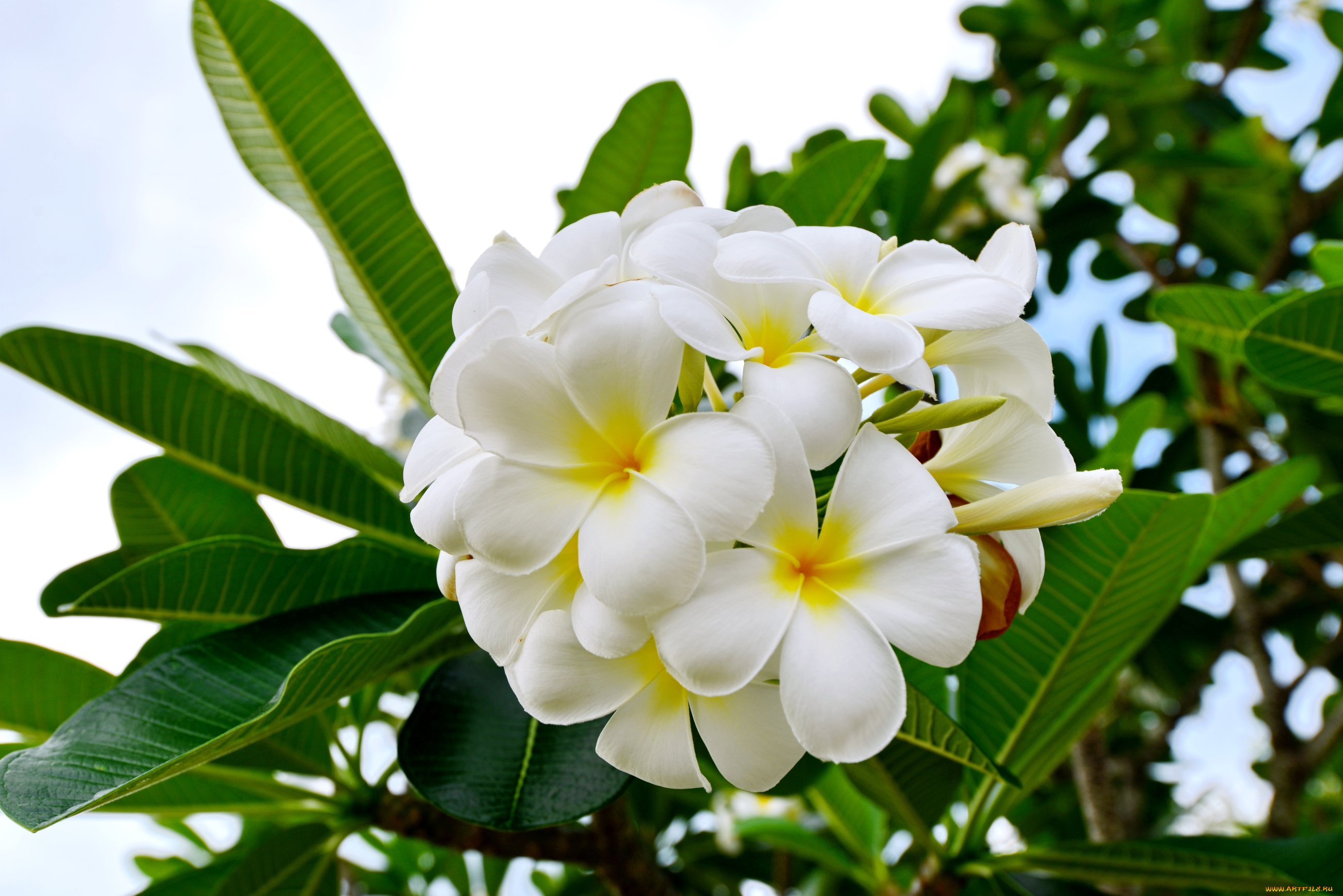 цветы, плюмерия, тропики