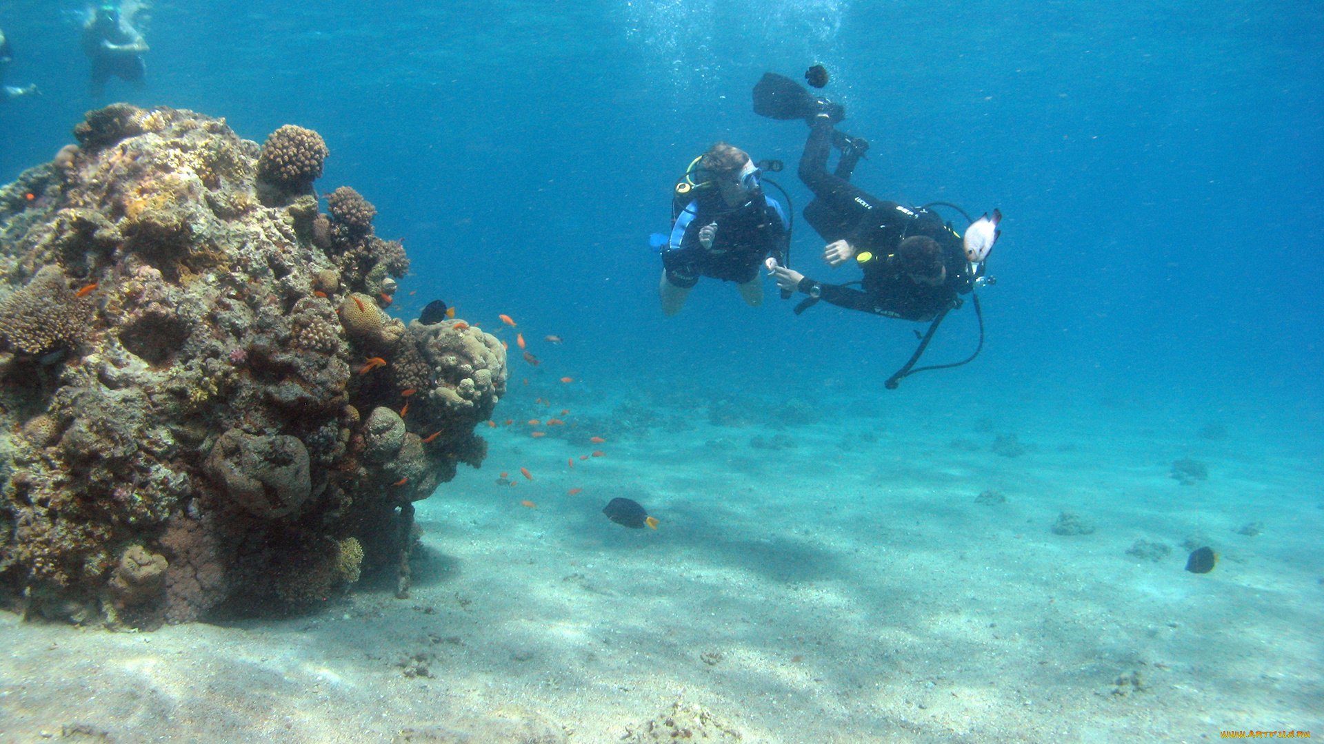 diving, спорт, -, другое, подводное, плавание, море, погружение