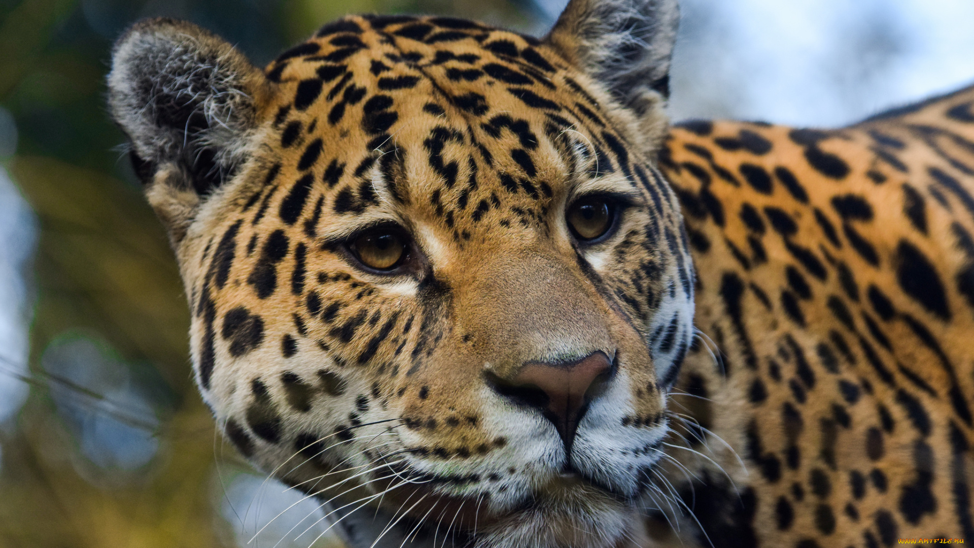 jaguar, животные, Ягуары, ягуар