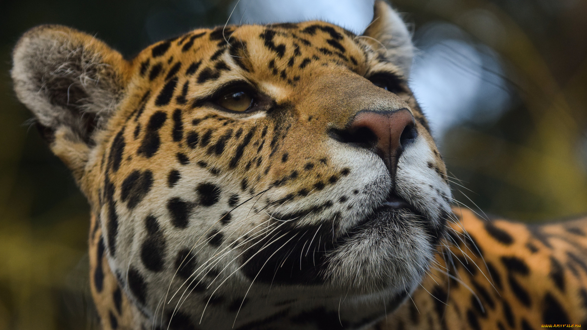 jaguar, животные, Ягуары, ягуар