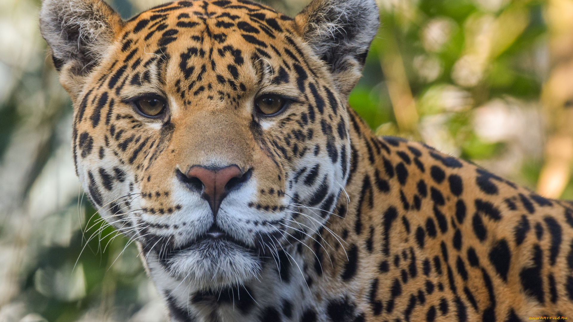 jaguar, животные, Ягуары, ягуар