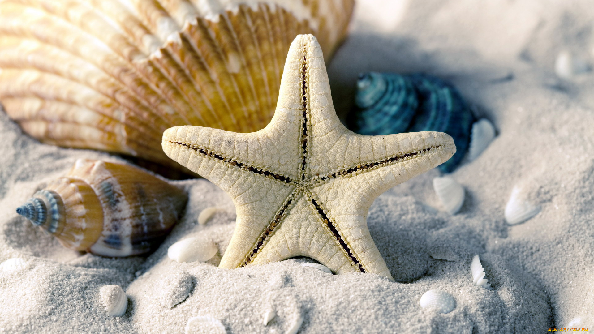 разное, ракушки, , кораллы, , декоративные, и, spa-камни, морская, звезда, песок