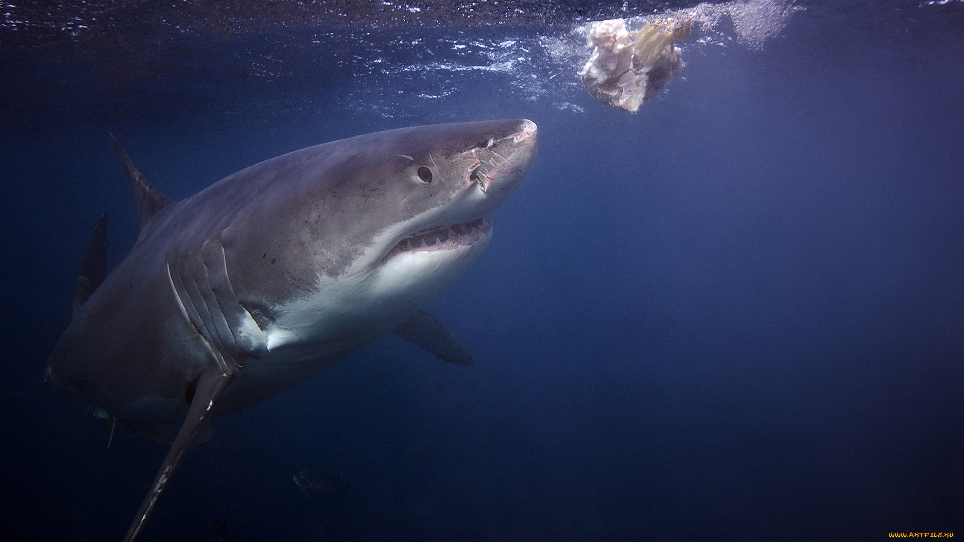 shark, животные, акулы, рыбы, море, хищник, акула