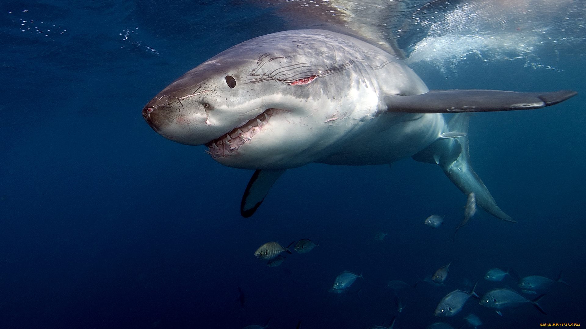 shark, животные, акулы, рыбы, море, хищник, акула