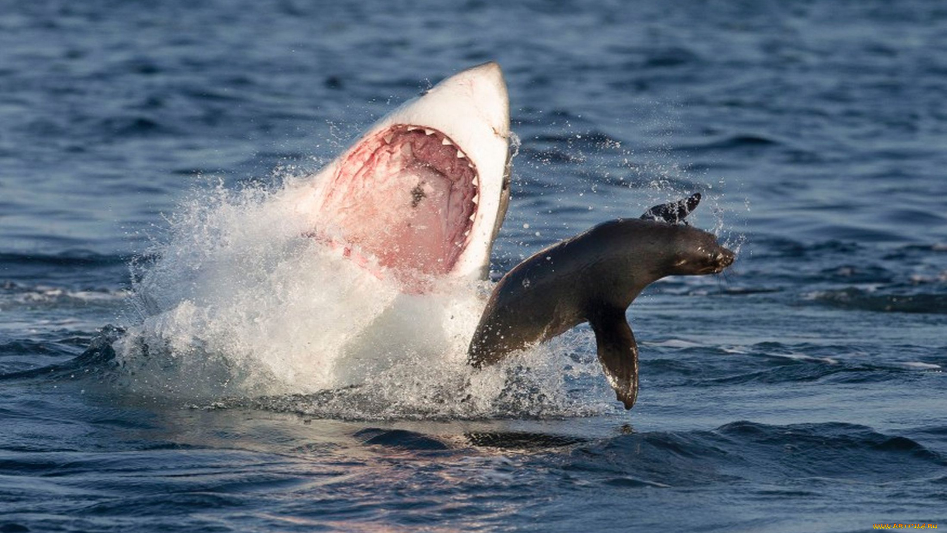 shark, животные, разные, вместе, котик, рыбы, море, хищник, акула, охота