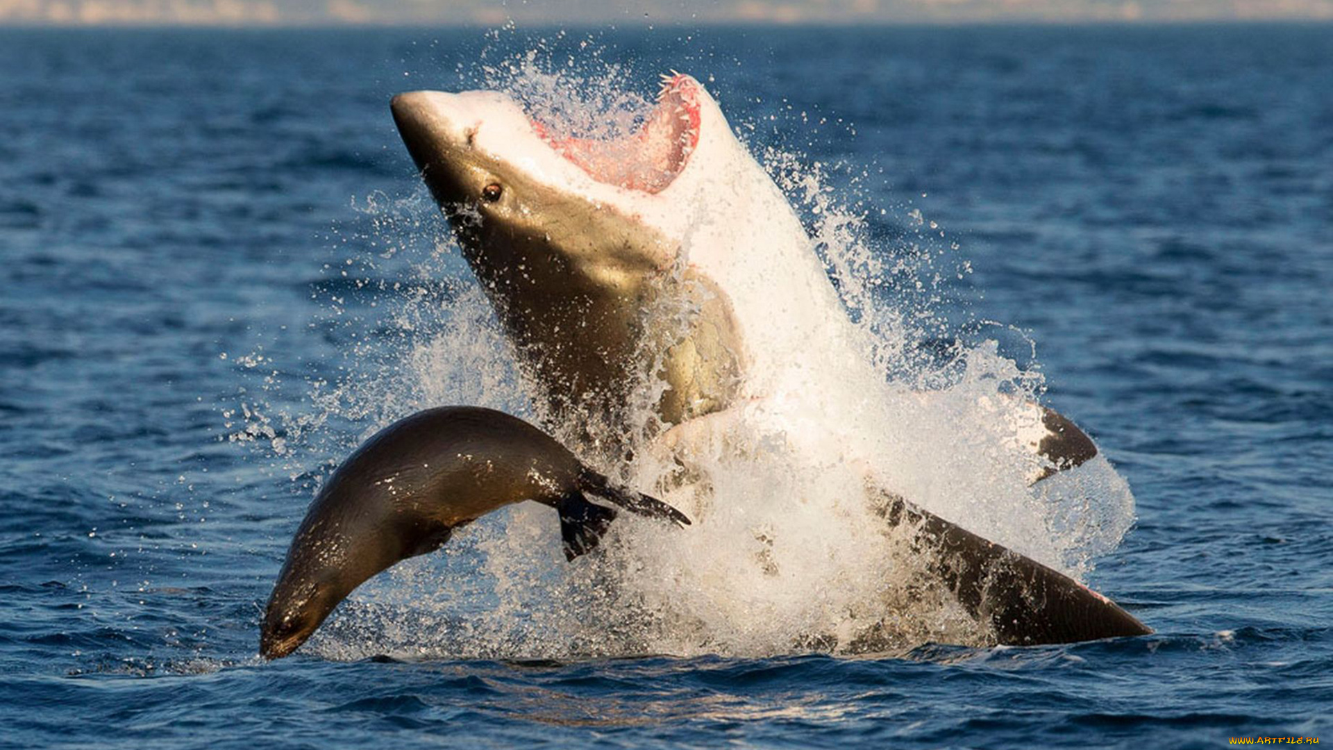 shark, животные, разные, вместе, охота, котик, рыбы, море, хищник, акула