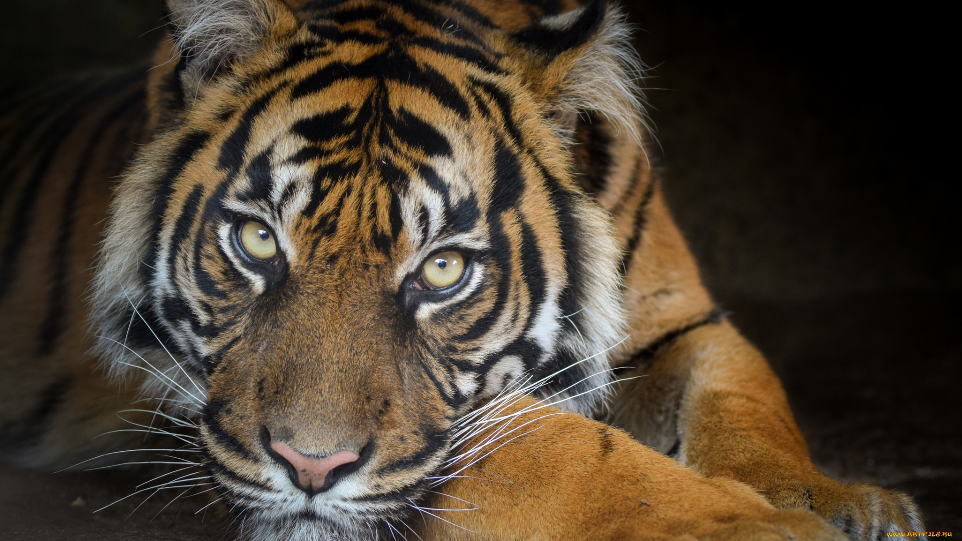 sumatran, tigress, животные, тигры, тигр