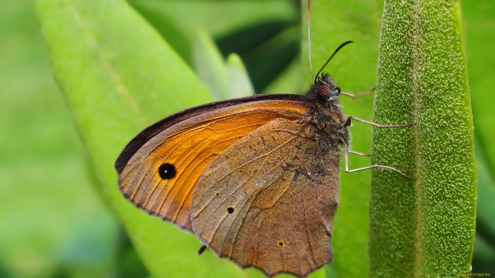 животные, бабочки, , мотыльки, , моли, бабочка, листик