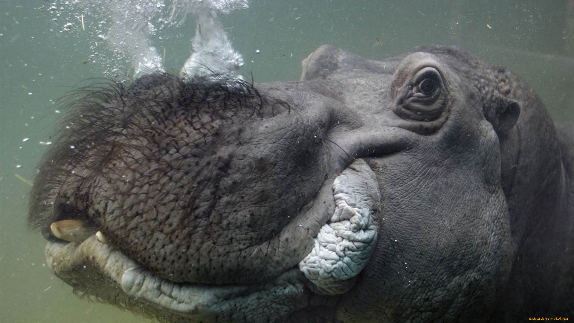 животные, бегемоты, млекопитающие, бегемот