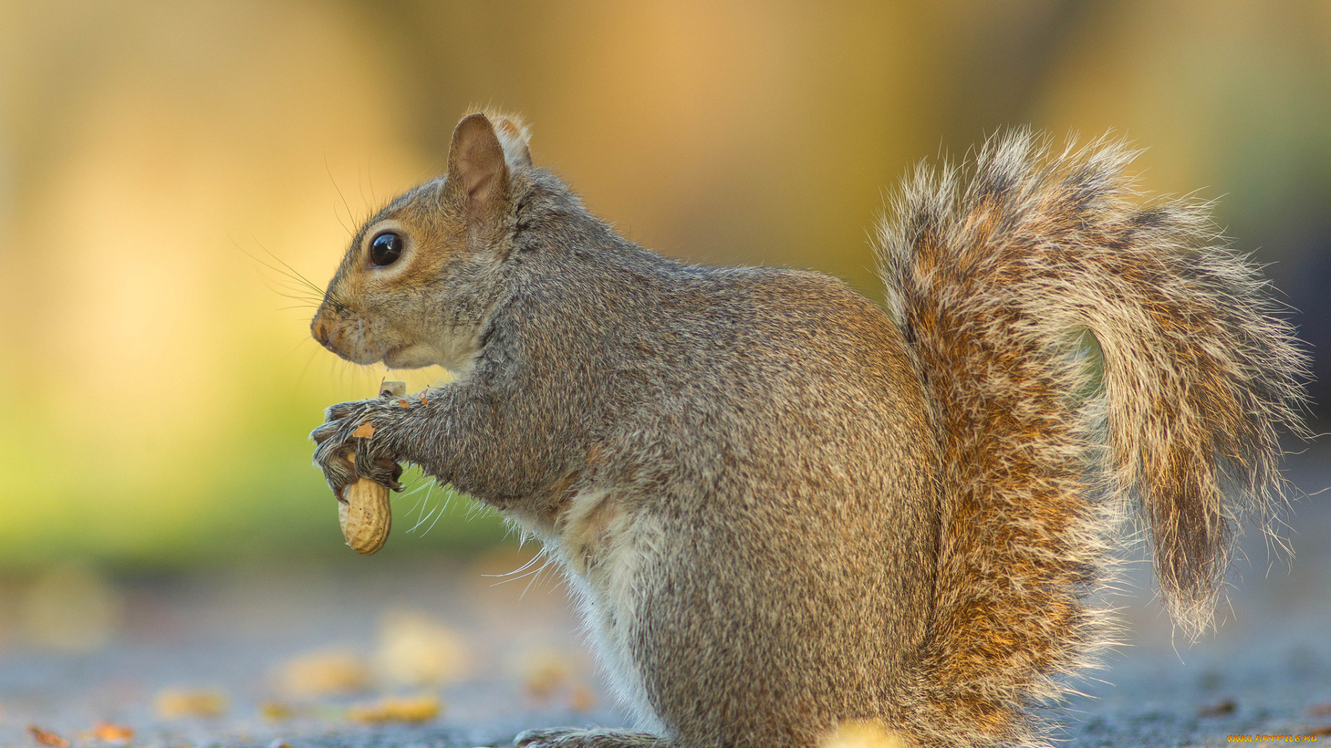 животные, белки, белка
