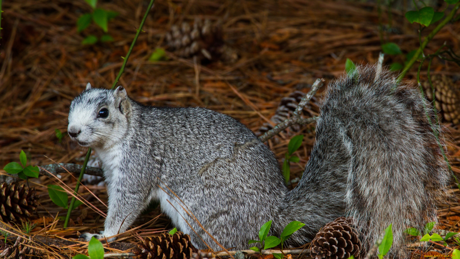 животные, белки, белка