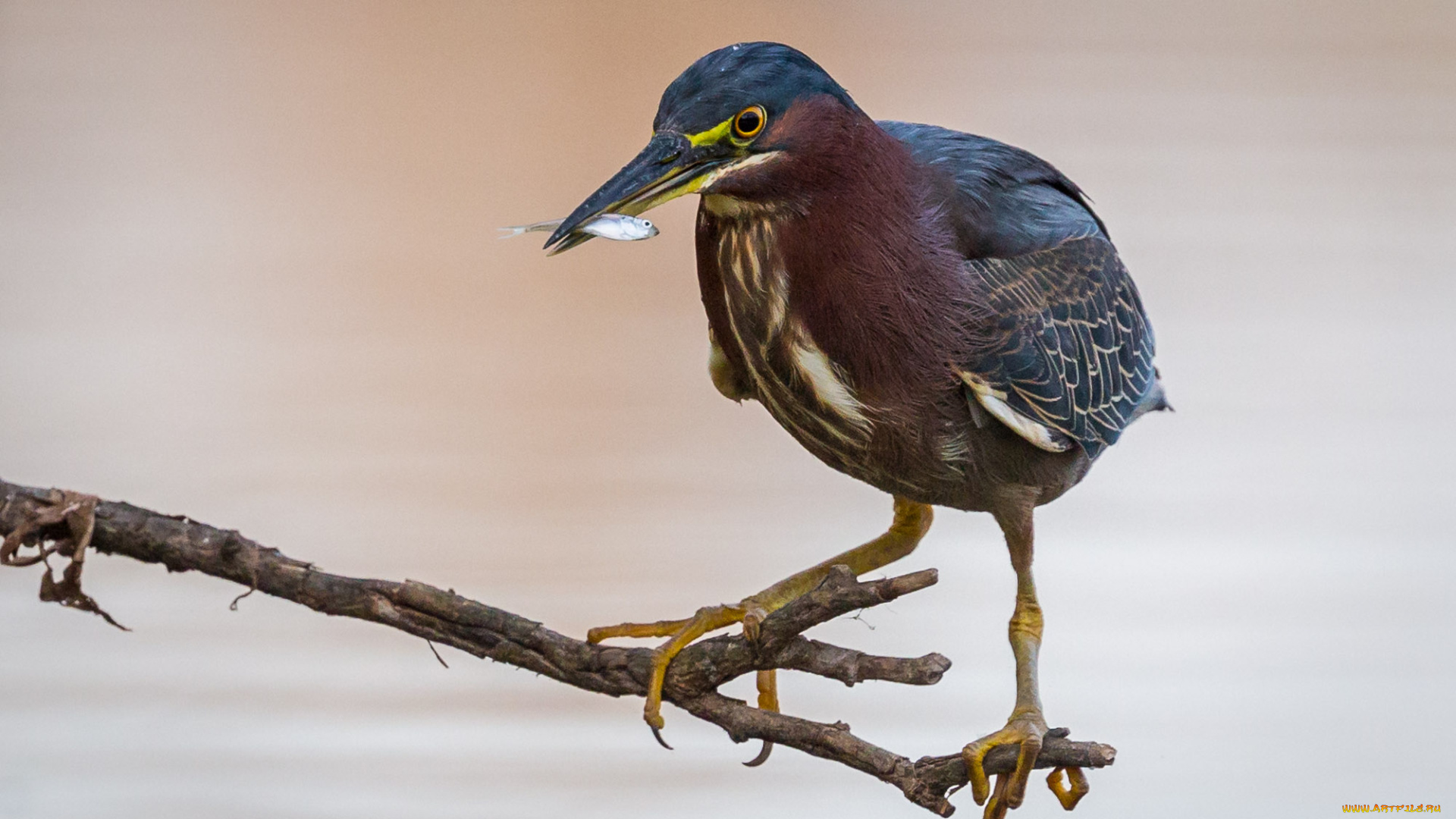 животные, цапли, , выпи, цапля