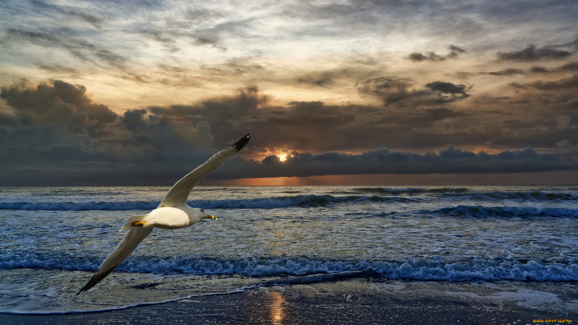 животные, Чайки, , бакланы, , крачки, чайка, море, небо, закат, облака