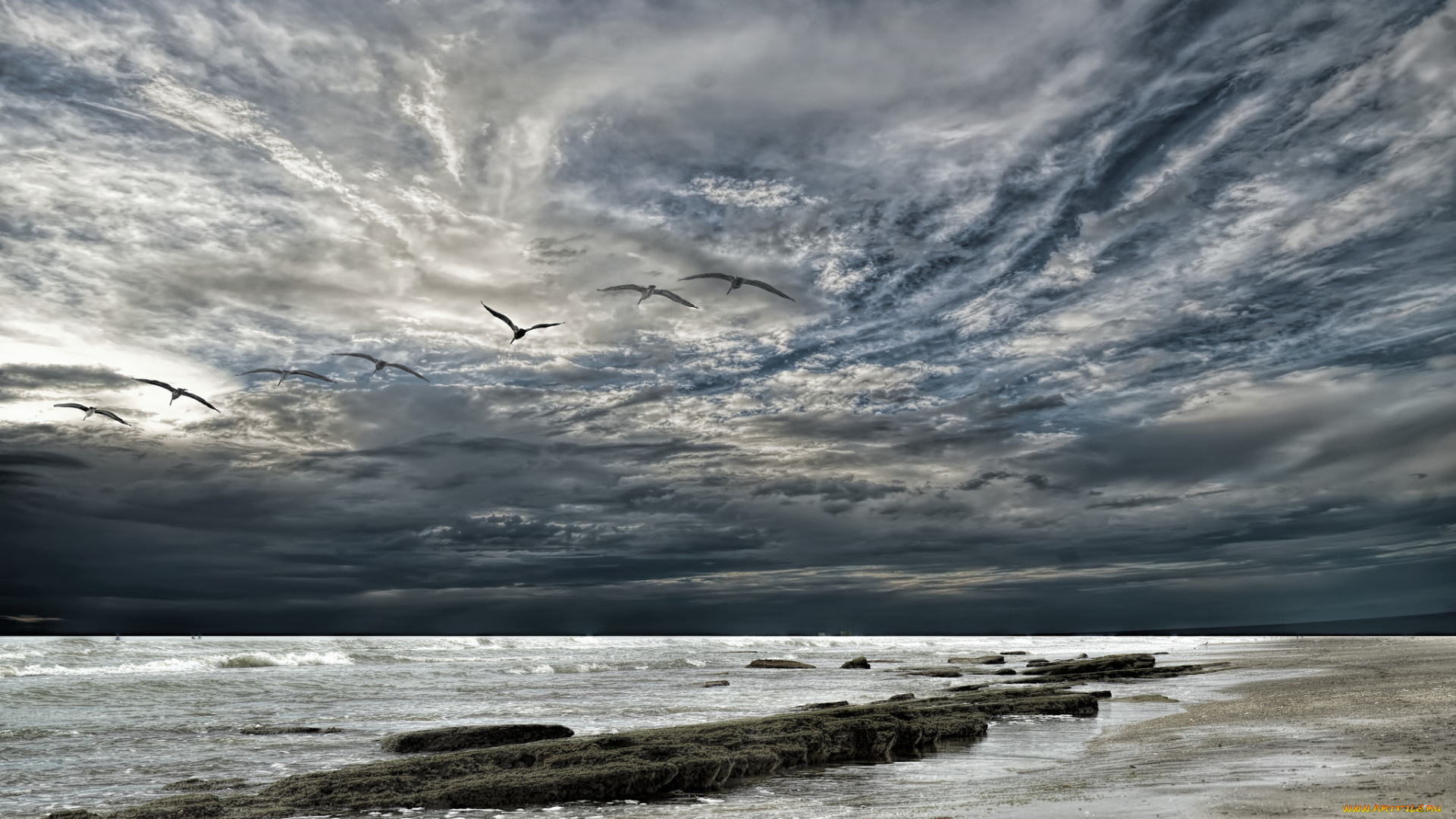 животные, Чайки, , бакланы, , крачки, чайки, море, небо, закат, облака