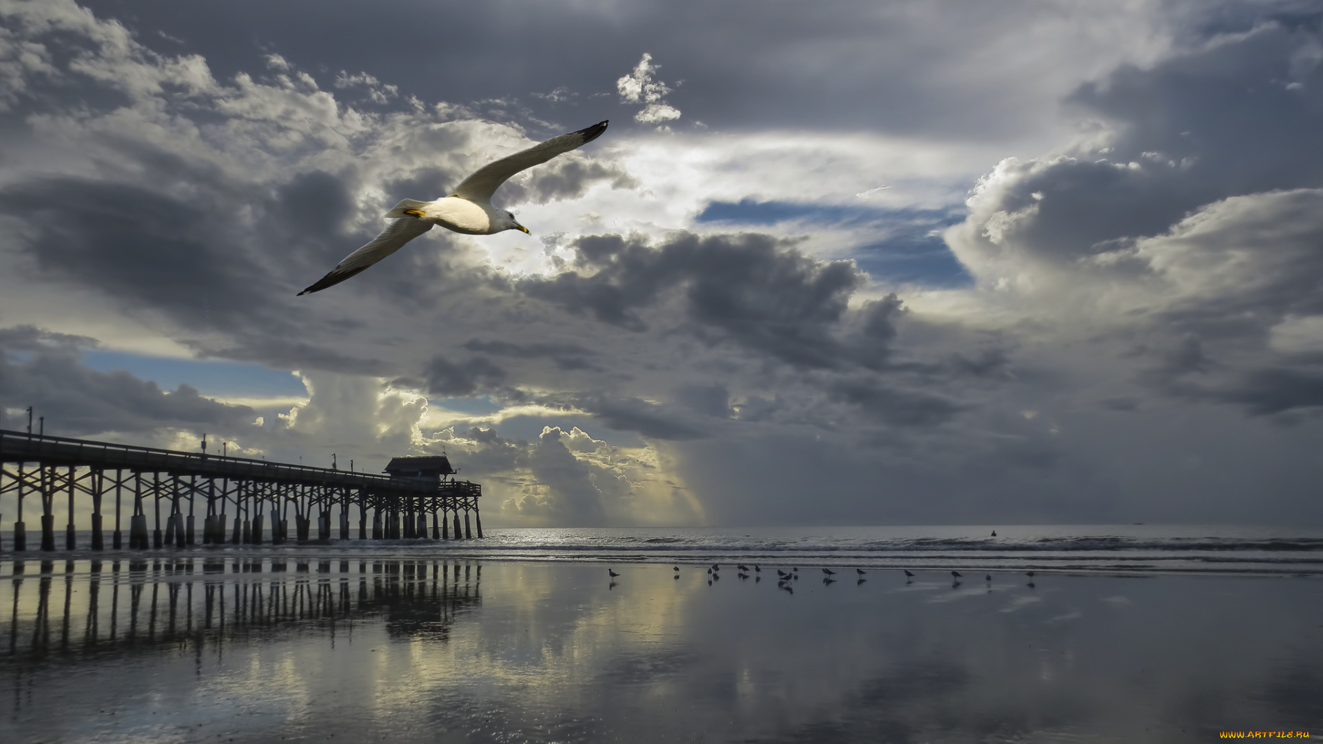 животные, Чайки, , бакланы, , крачки, чайки, море, небо, закат, облака