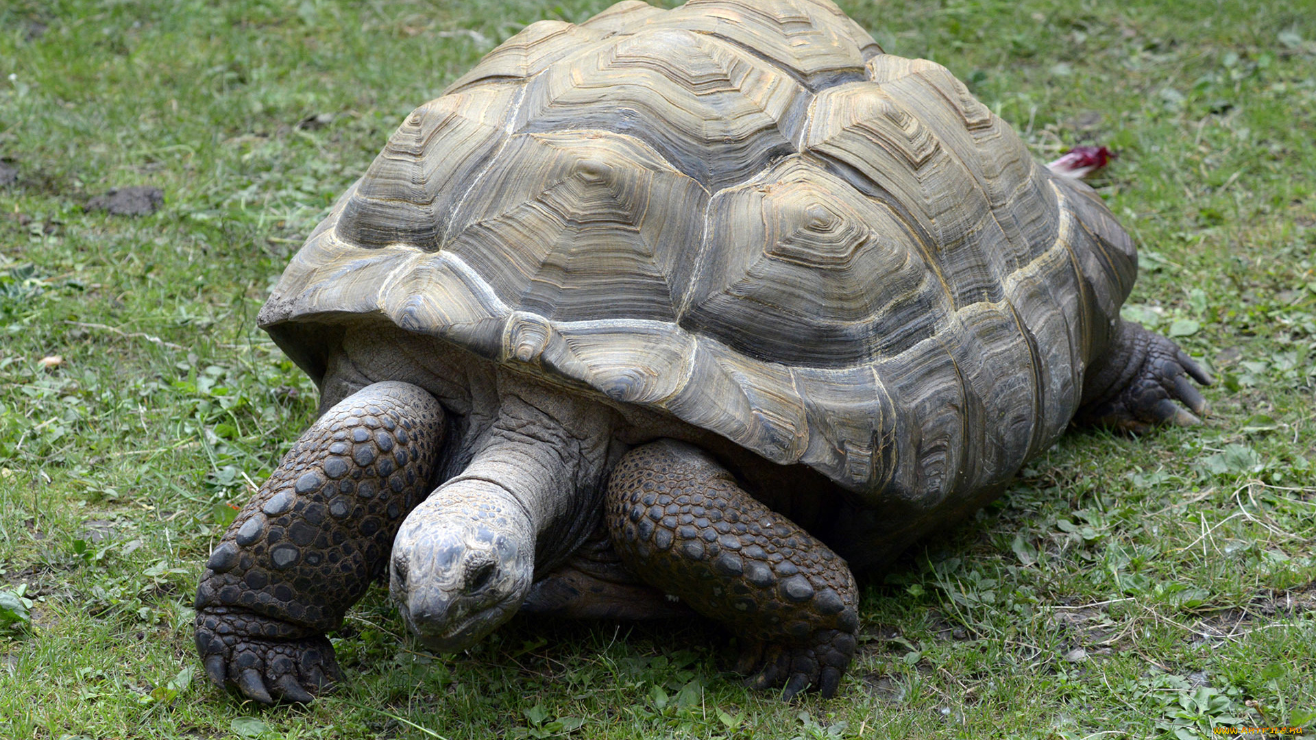 животные, Черепахи, черепаха