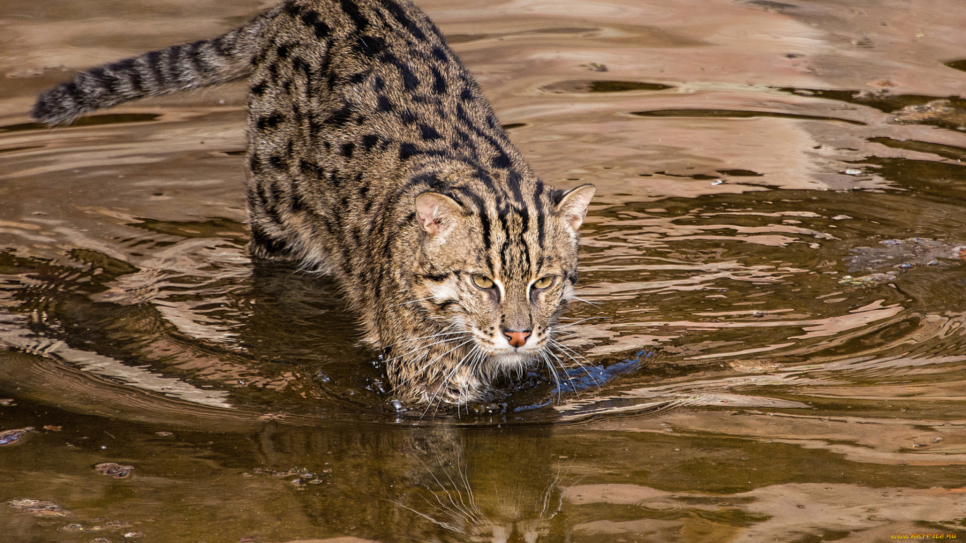 животные, дикие, кошки, дикий, кот