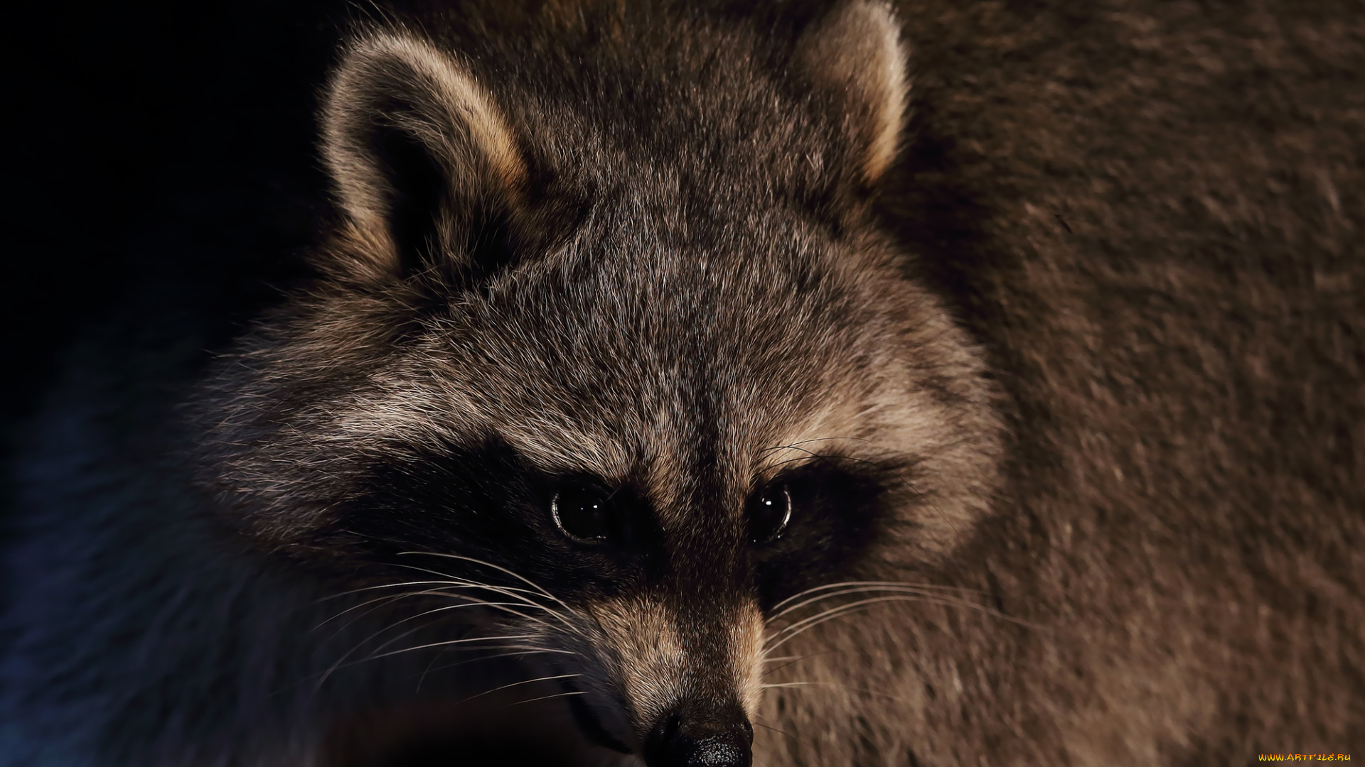 животные, еноты, енот