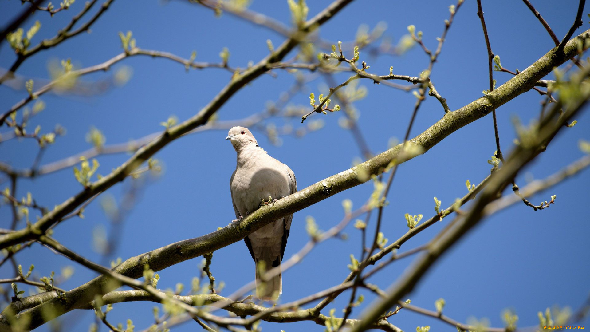 животные, голуби, глаз, клюв, ветки, голубь